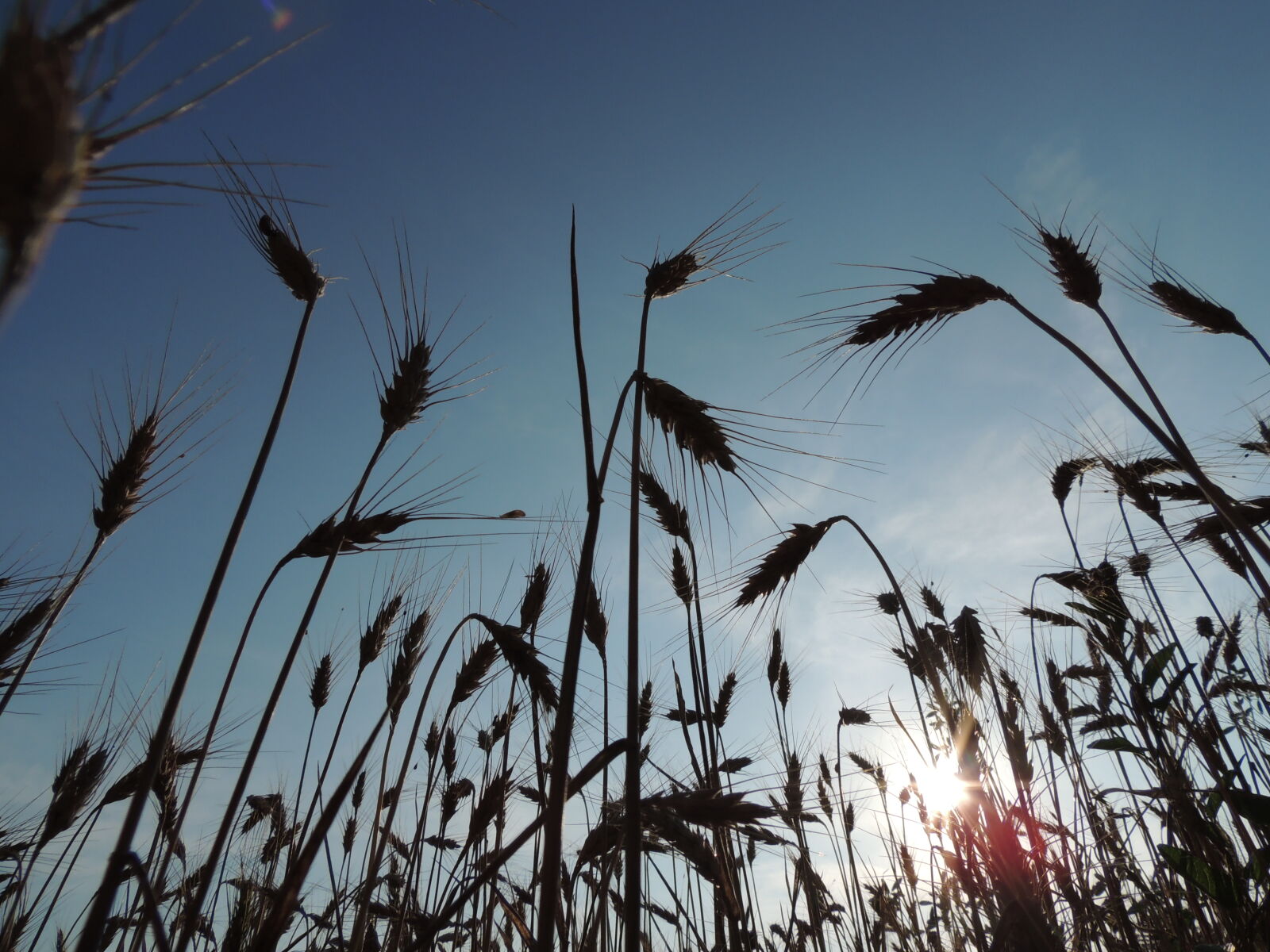 Nikon Coolpix P510 sample photo. Wheat photography