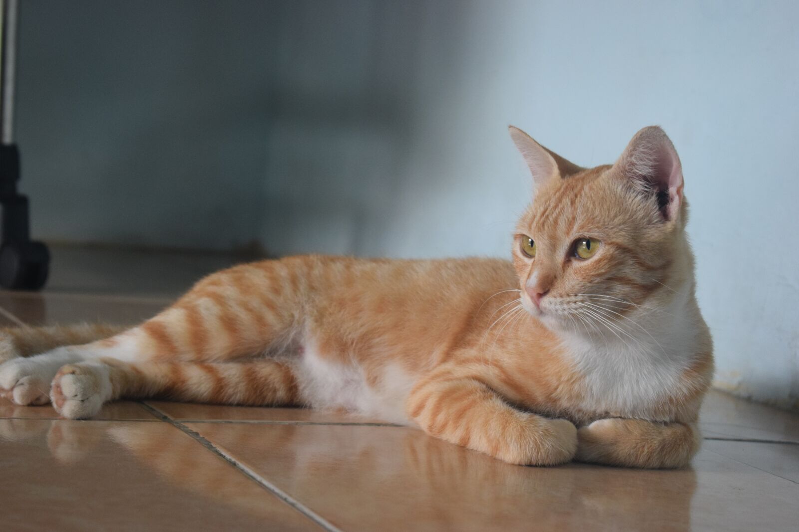Nikon D3300 sample photo. Cat, pets, animal photography
