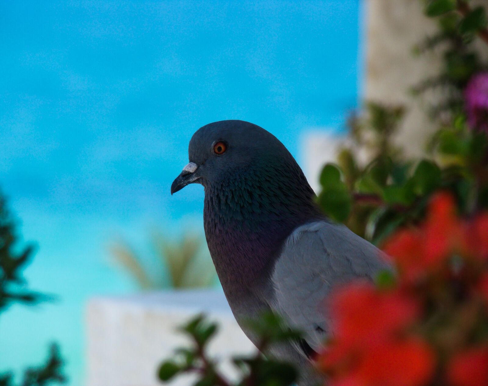 Sony DSC-H7 sample photo. Pigeon, animal, dove photography