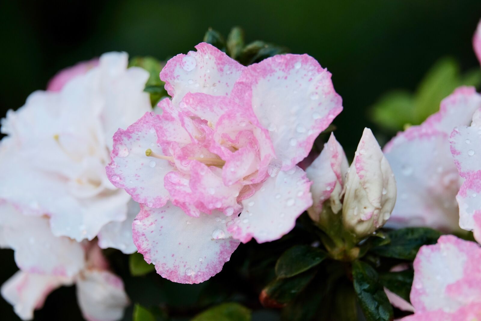Fujifilm XF 55-200mm F3.5-4.8 R LM OIS sample photo. Flower, rain, water drop photography