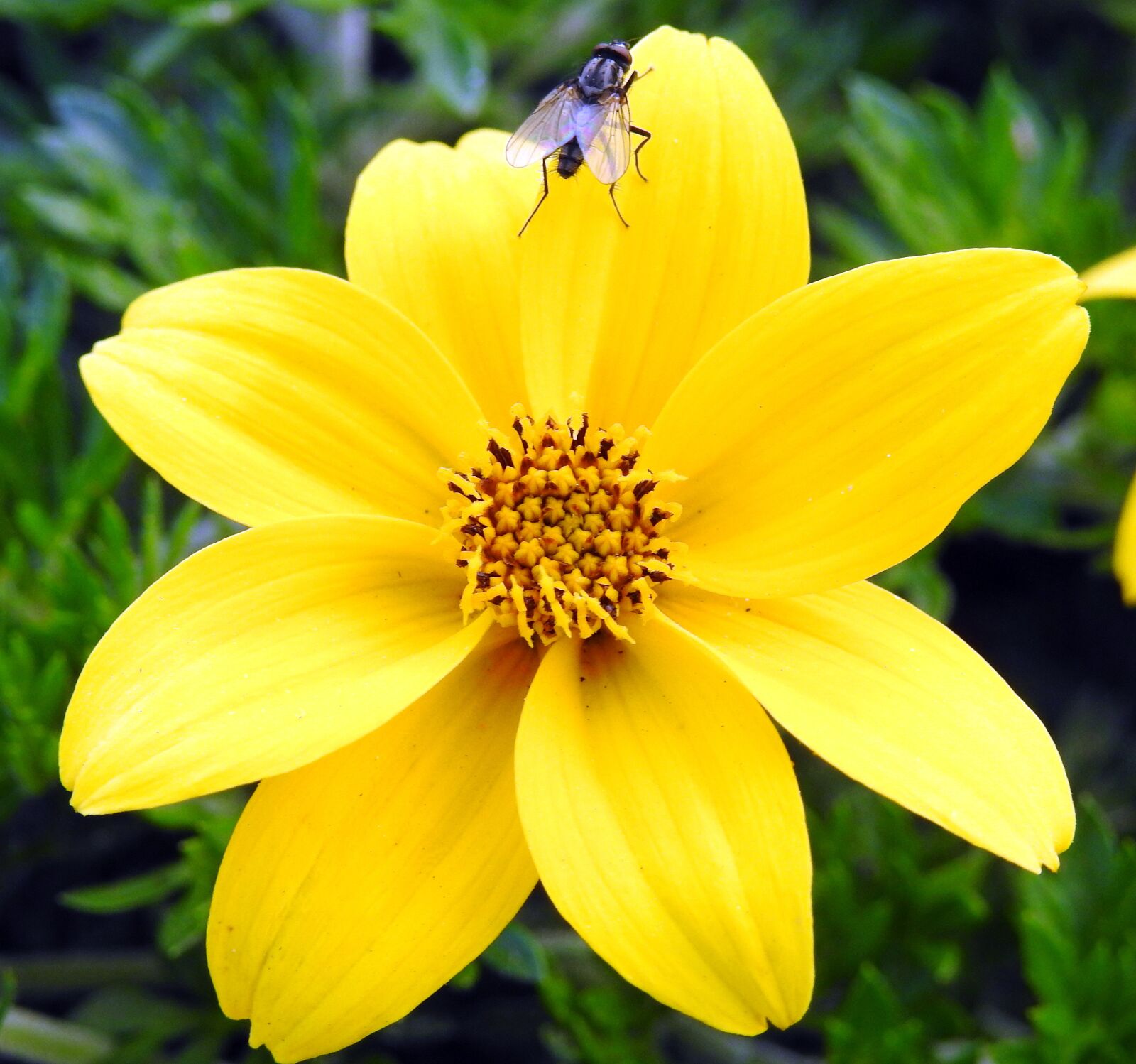Nikon Coolpix P900 sample photo. Flower, yellow, turkish photography