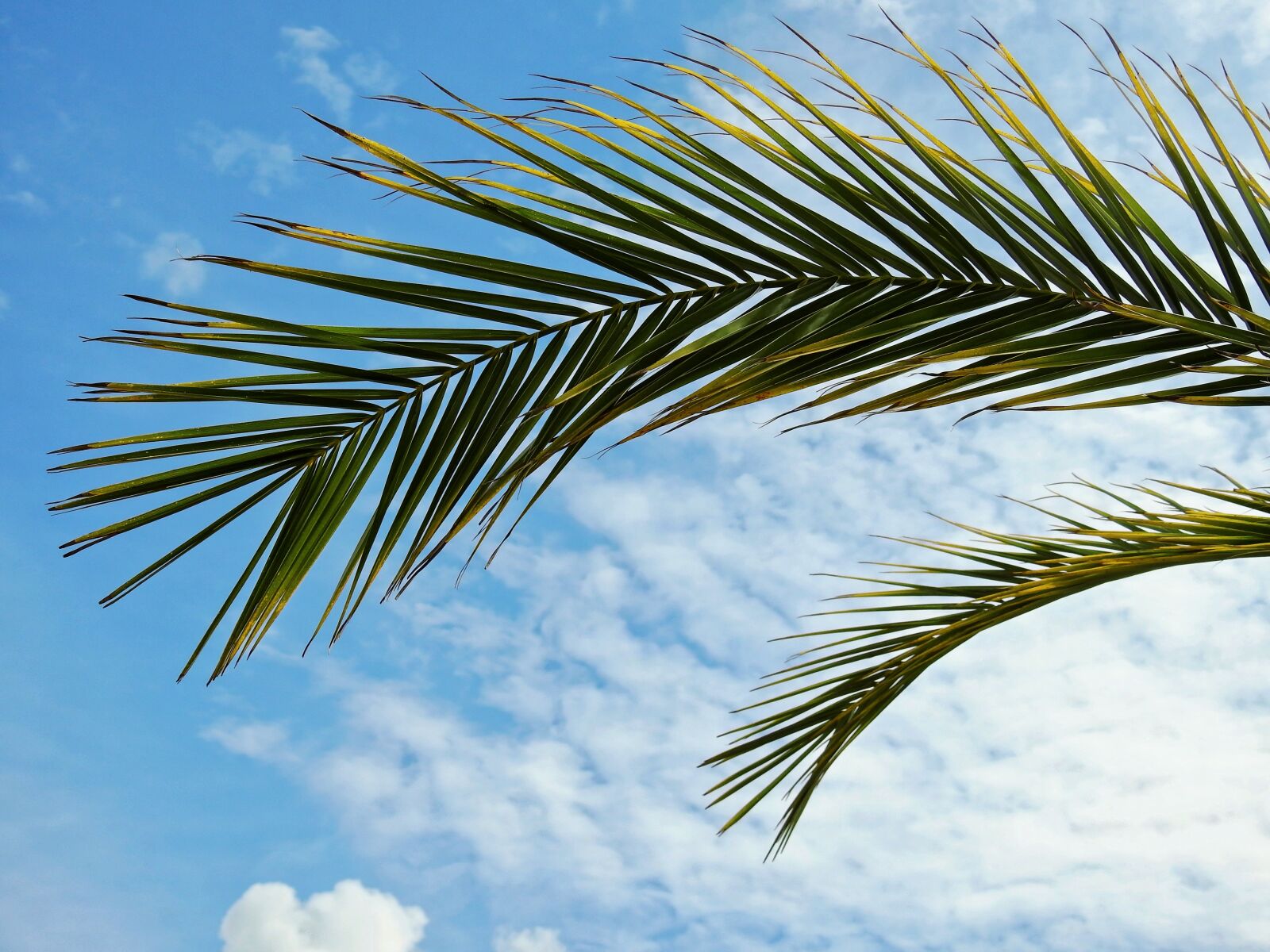 Nikon Coolpix P900 sample photo. Palm, plant, leaves photography