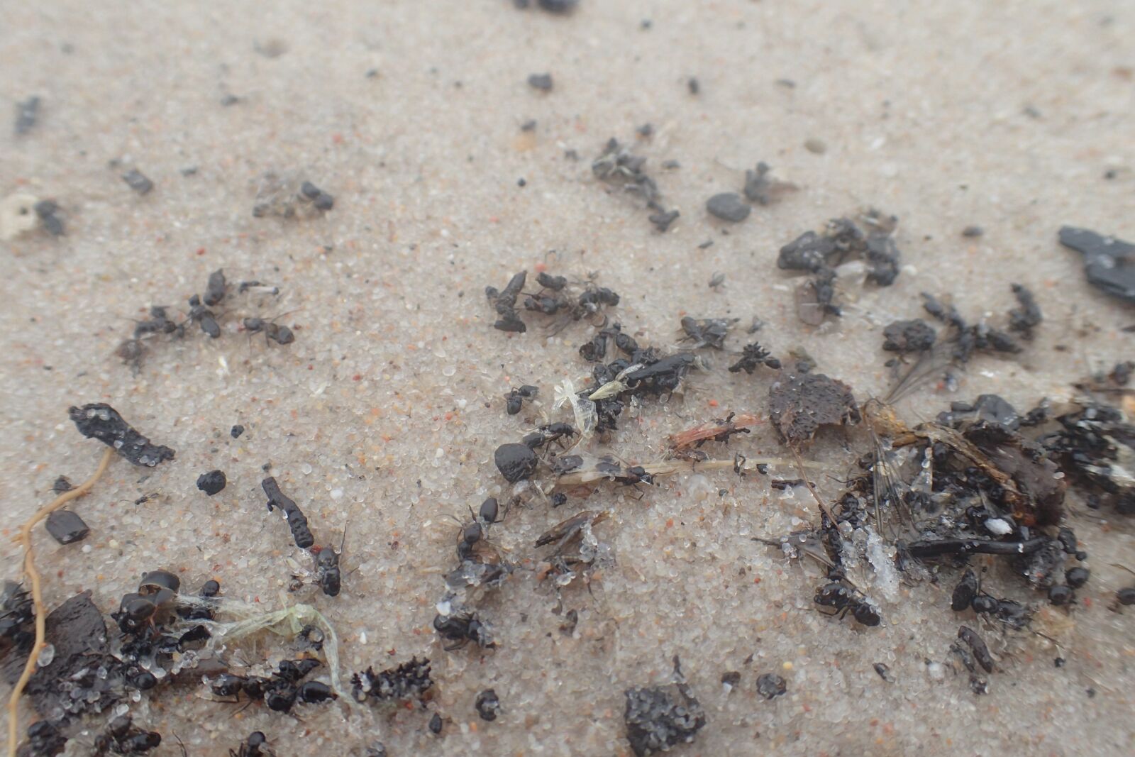 Olympus TG-3 sample photo. Ants, ant, dead photography