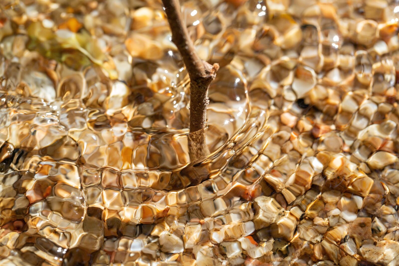 Canon EF 100mm F2.8L Macro IS USM sample photo. Water, tree, lake photography