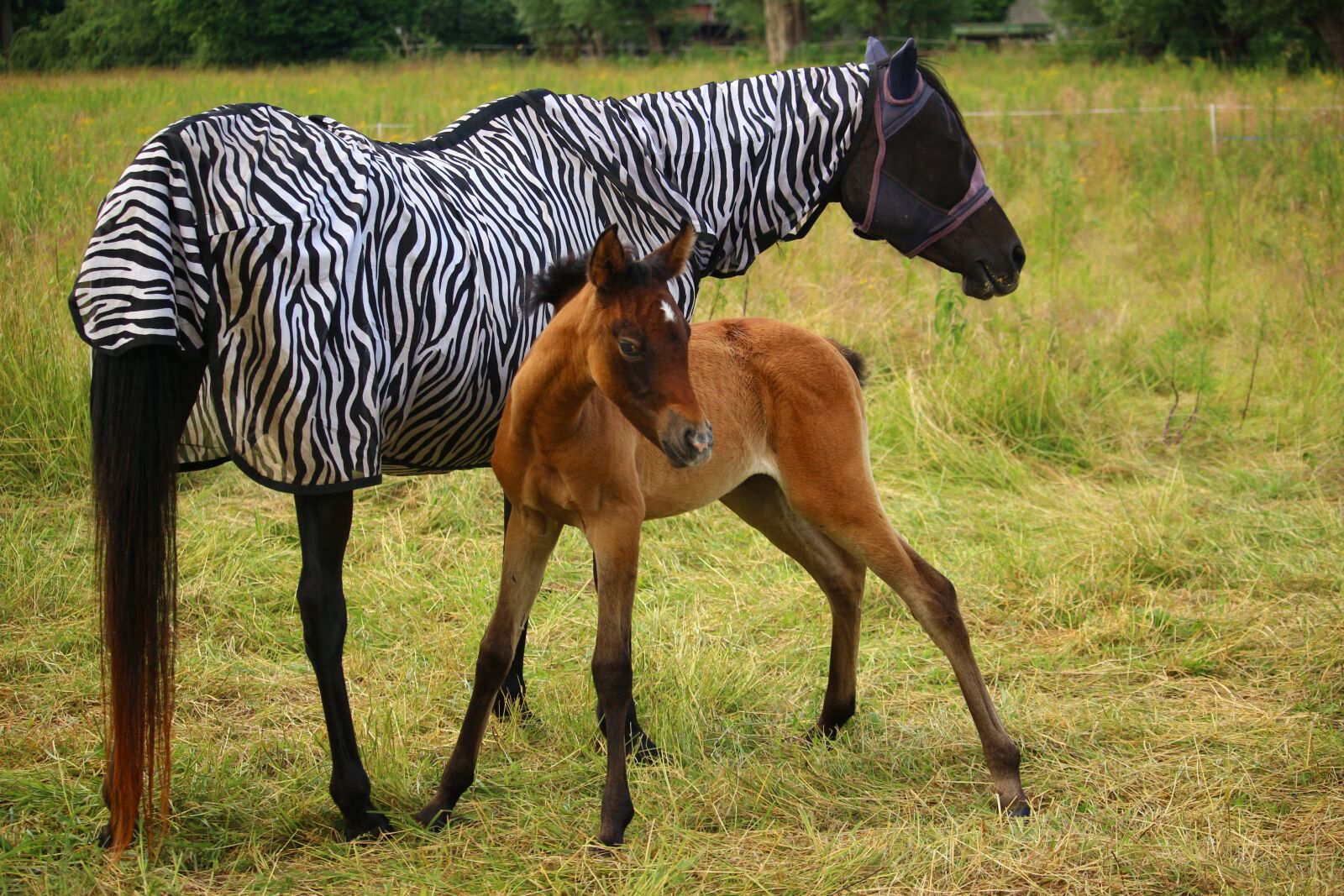 Canon EOS 100D (EOS Rebel SL1 / EOS Kiss X7) sample photo. Horse, foal, thoroughbred arabian photography