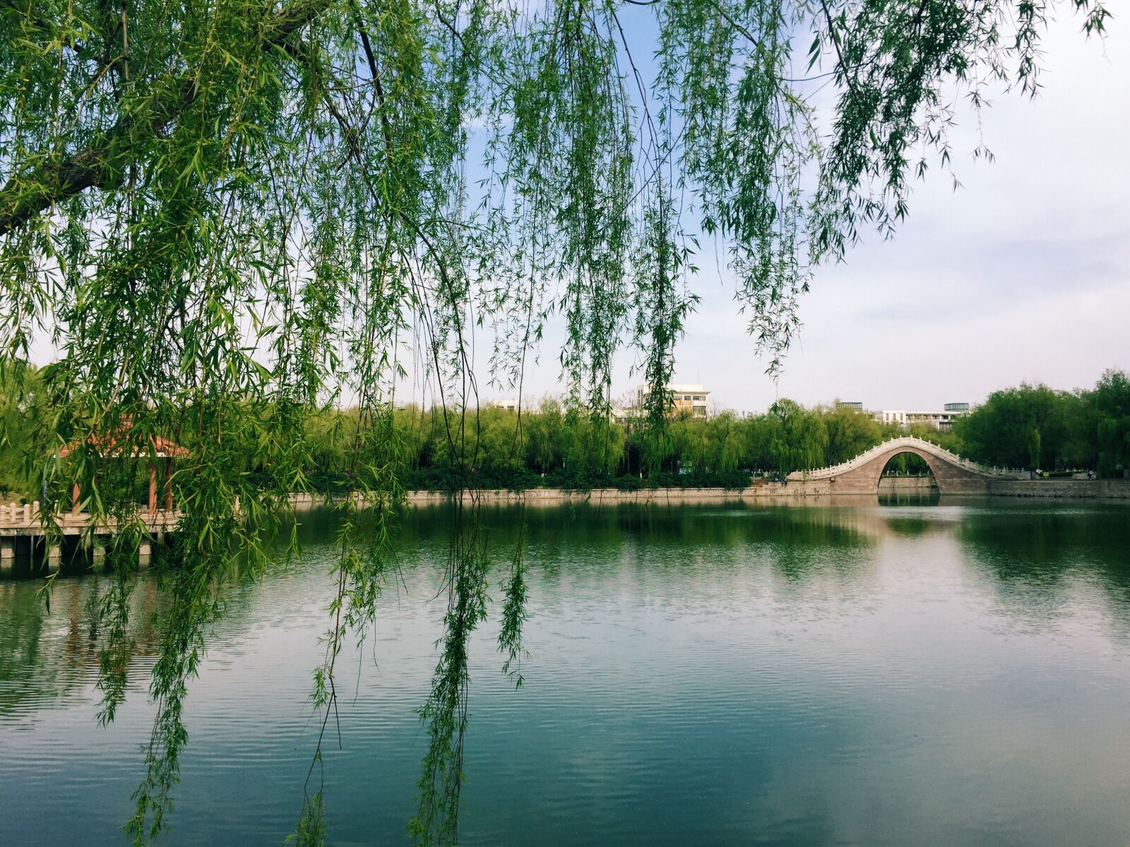 Apple iPhone 6 sample photo. Water, bridge, willow photography