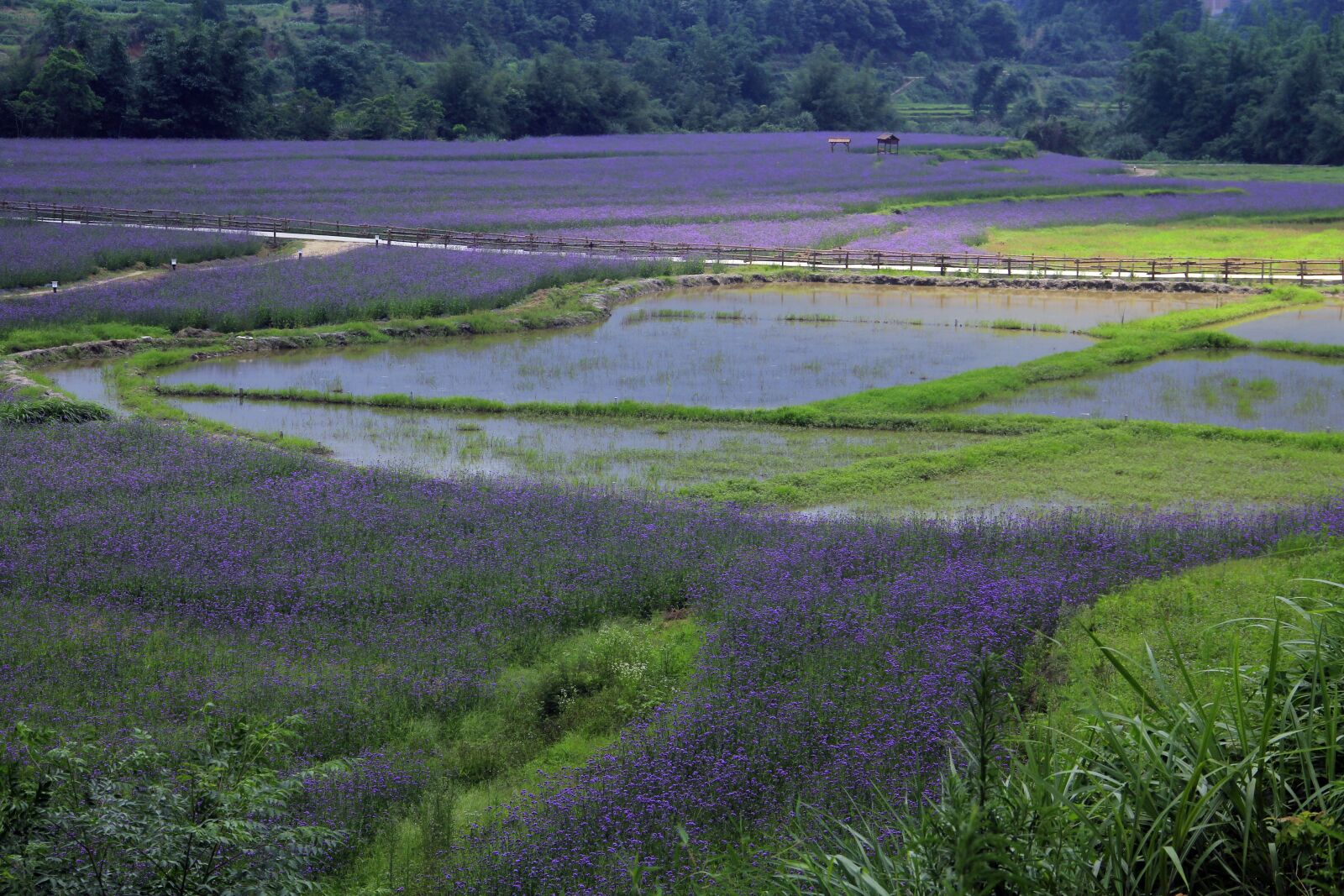 Canon EOS 550D (EOS Rebel T2i / EOS Kiss X4) sample photo. The scenery, nature, farm photography