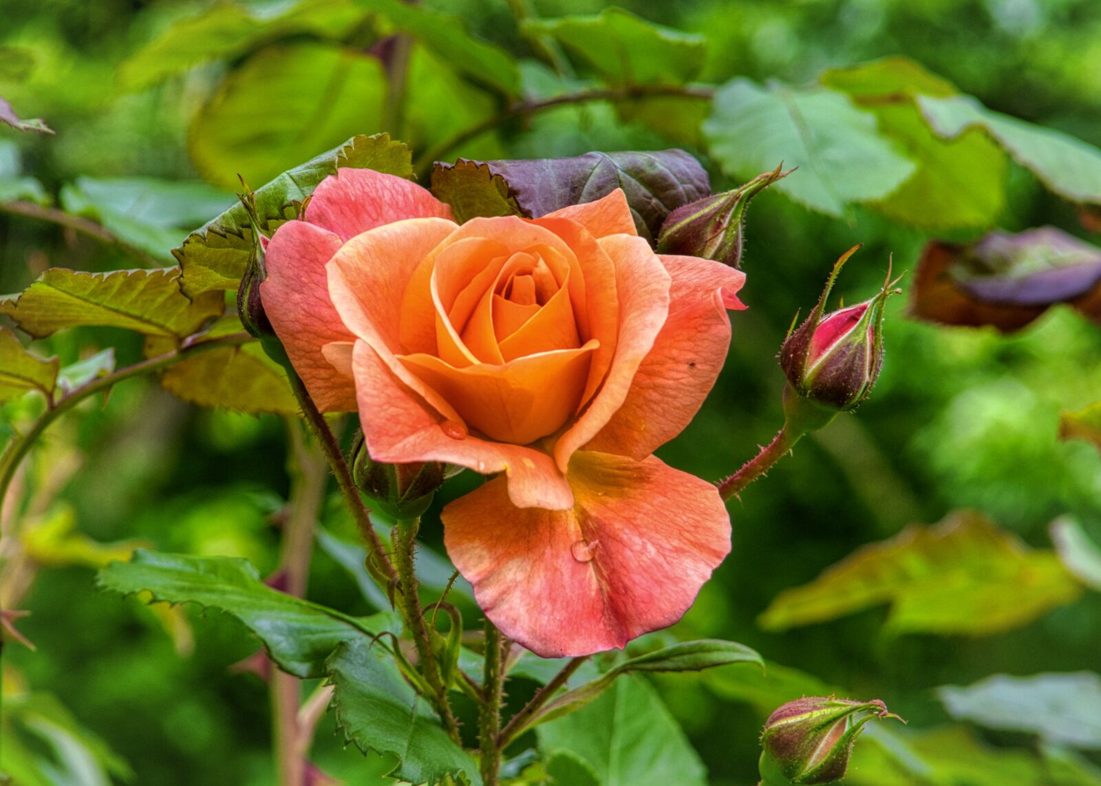 Nikon D7500 sample photo. Rose, blossom, bloom photography