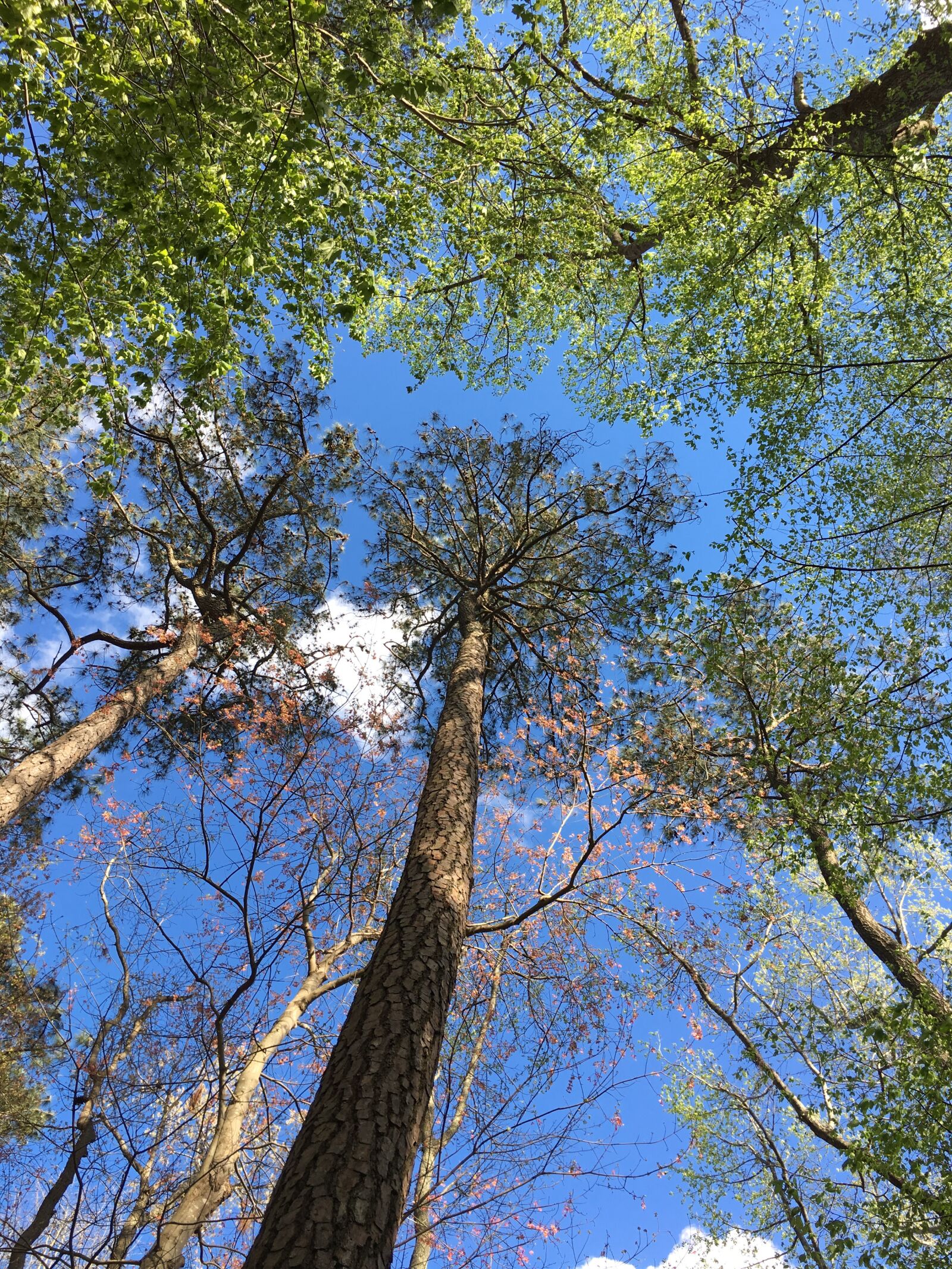 Apple iPhone 6s sample photo. Trees, tree, nature photography