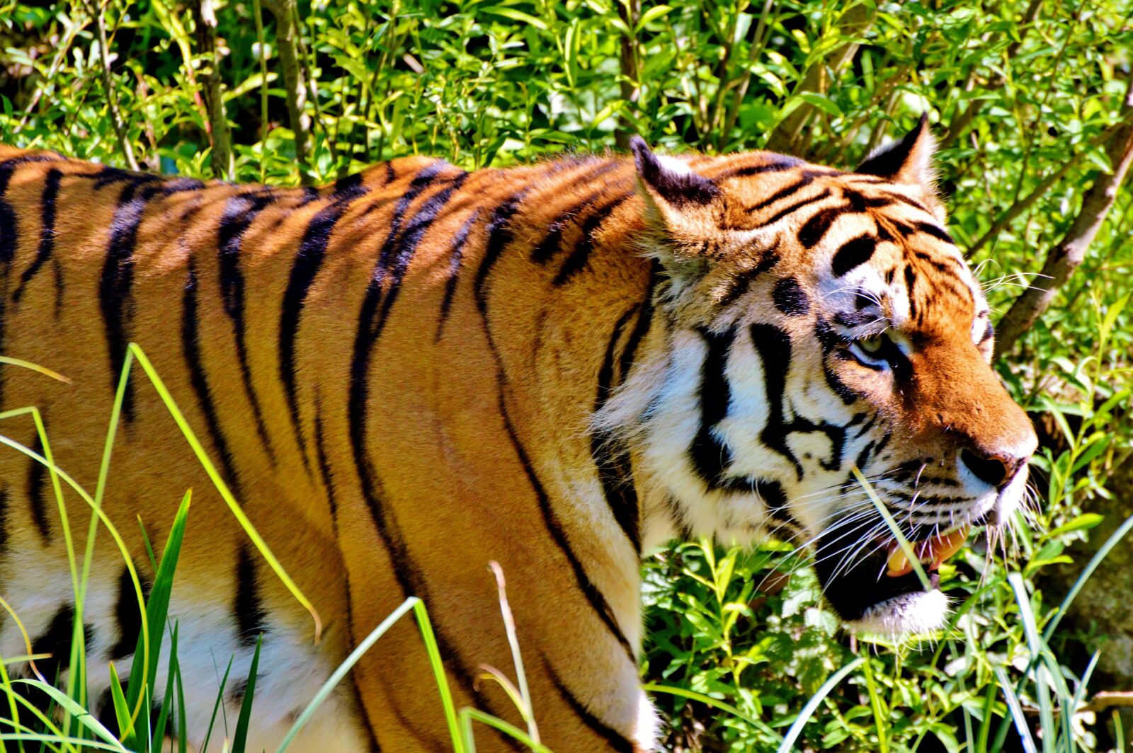 Nikon D3200 sample photo. Tiger, big cat, predator photography