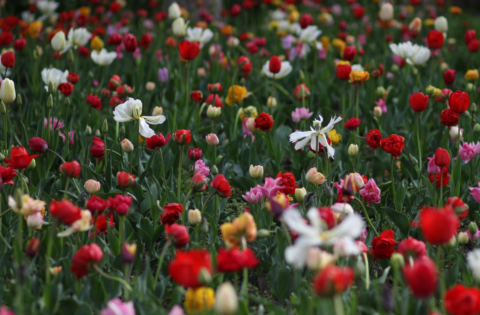 Canon EF 85mm F1.8 USM sample photo. Tulips, supplies, flowers photography