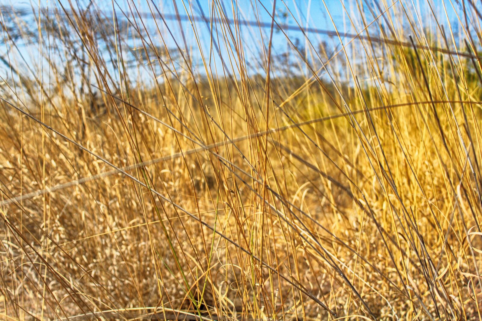 Canon EOS 1200D (EOS Rebel T5 / EOS Kiss X70 / EOS Hi) sample photo. Tanzania, grass, landscape photography