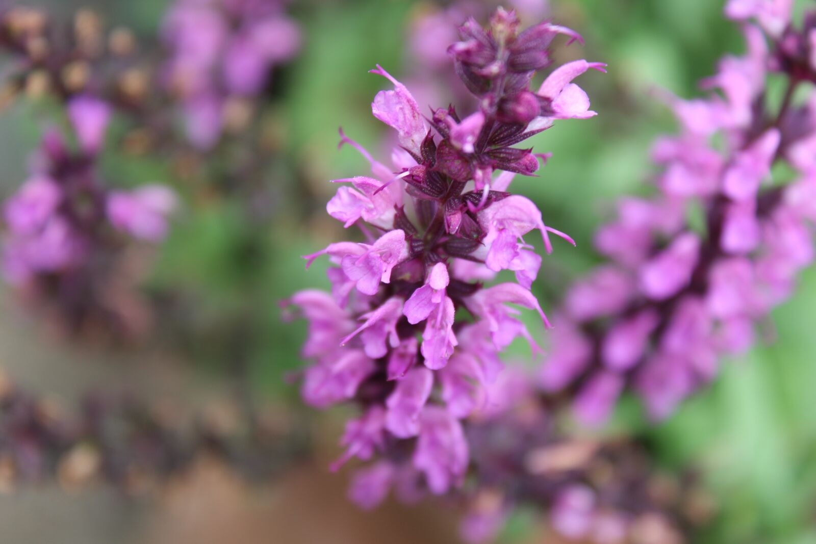 Canon EOS 1300D (EOS Rebel T6 / EOS Kiss X80) sample photo. Flowers, purple flowers, purple photography