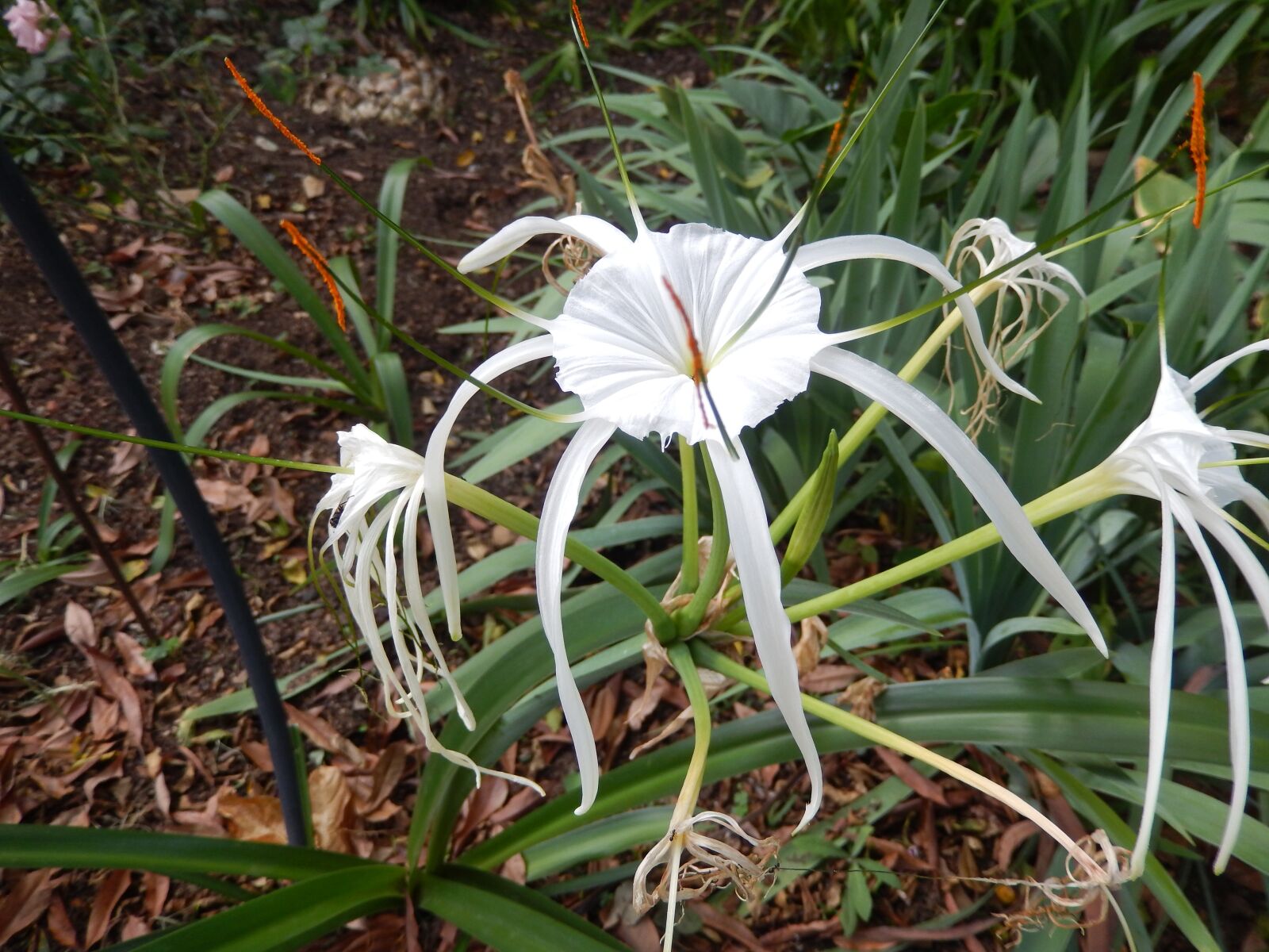 Nikon Coolpix S9500 sample photo. Spider lilly, flower, lilly photography