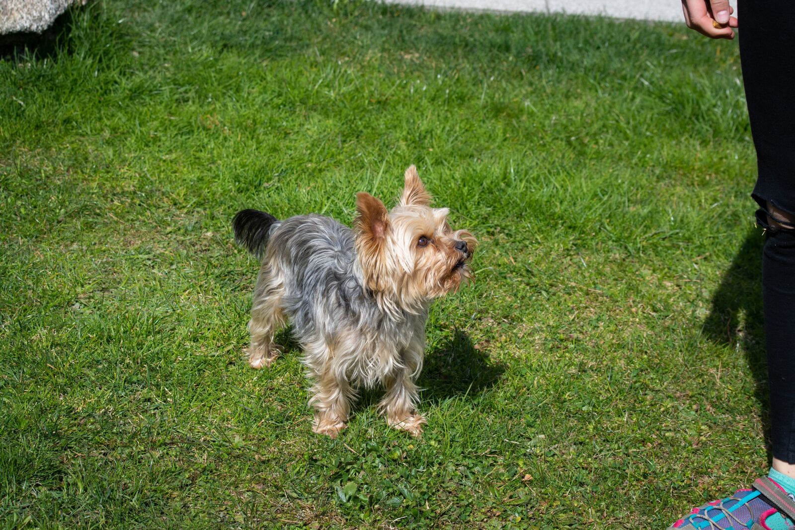 Nikon D7100 sample photo. Dog, garden, small photography