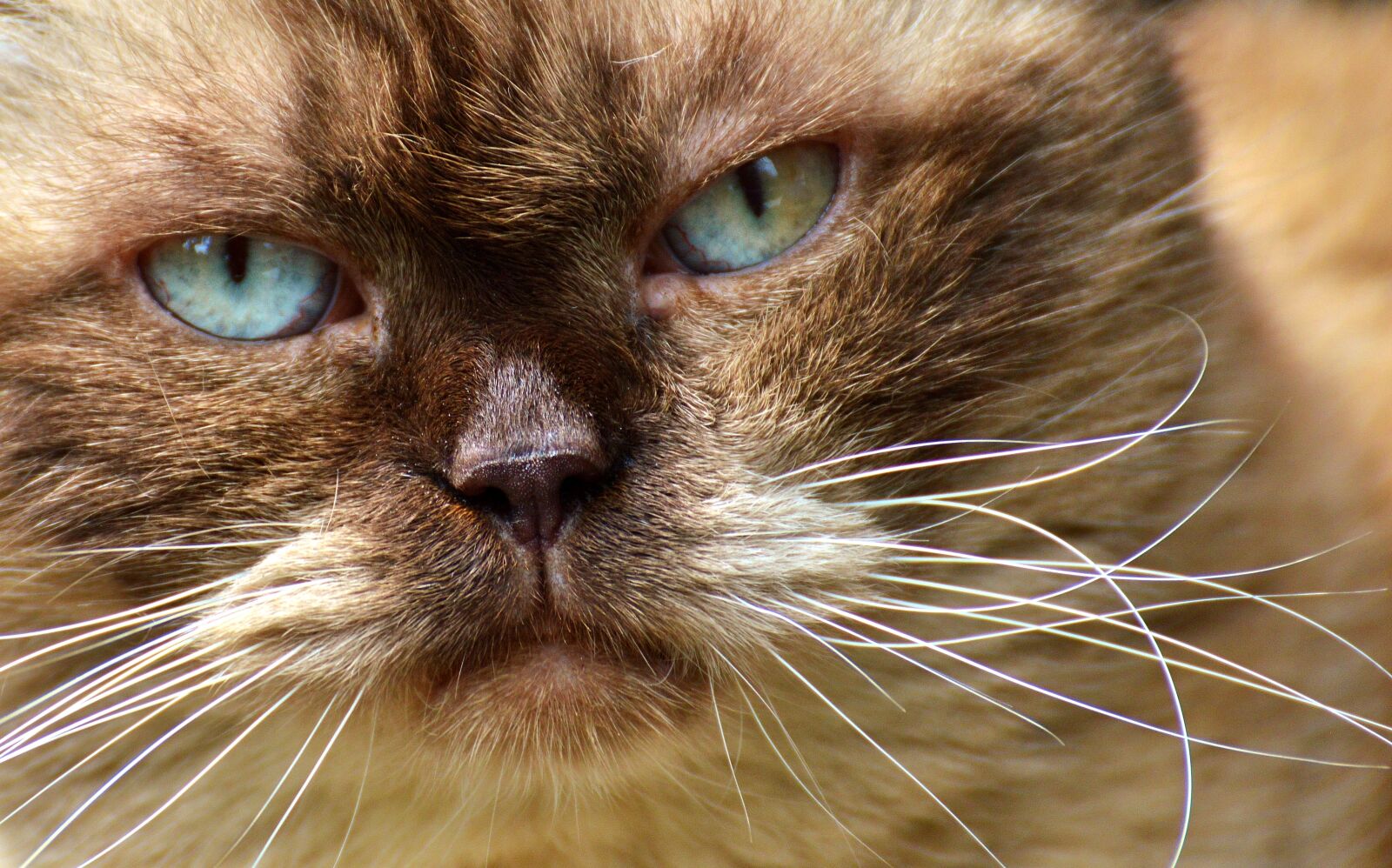 Nikon D3200 sample photo. British shorthair, cat, cute photography
