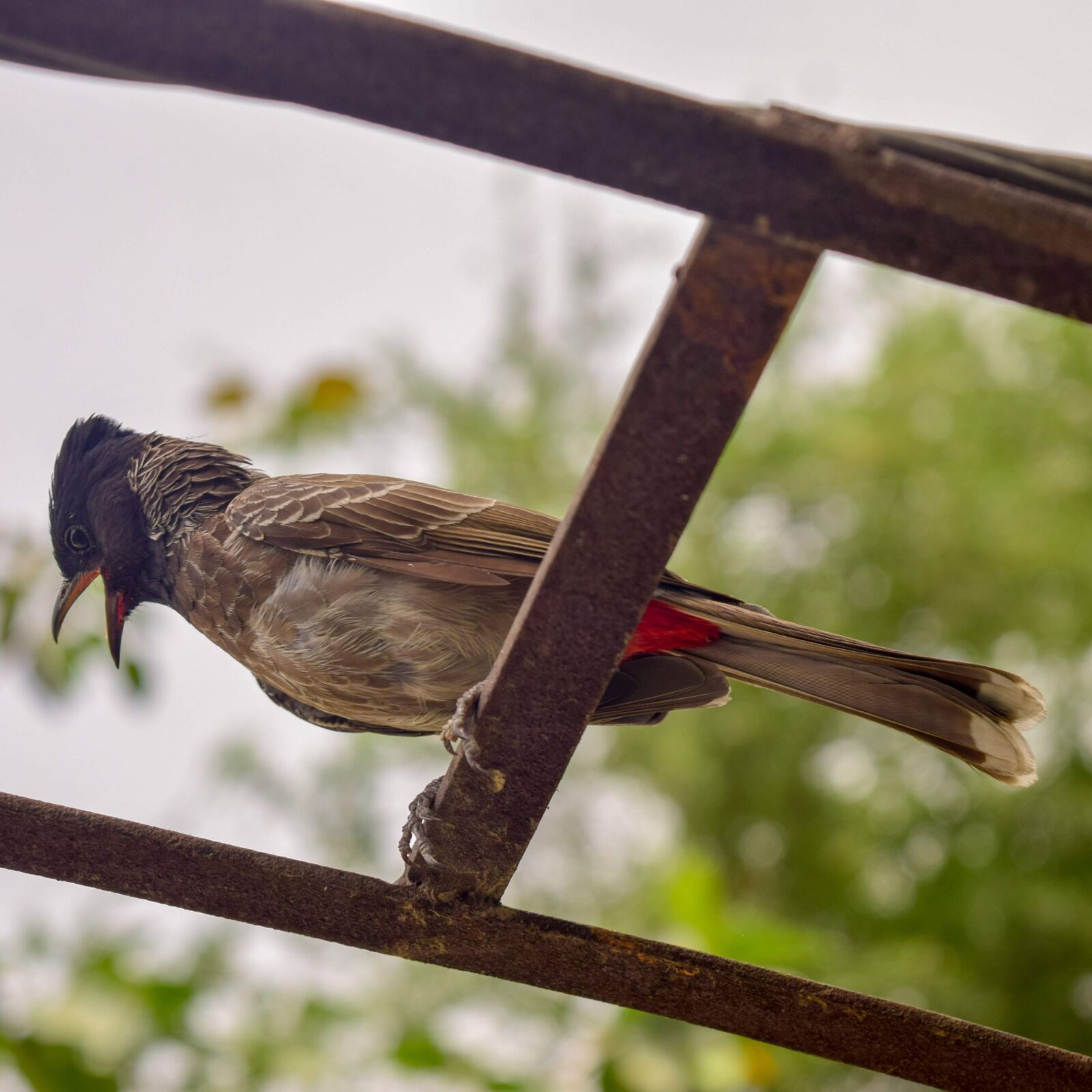 Nikon D5300 sample photo. Bird, nature, animal photography