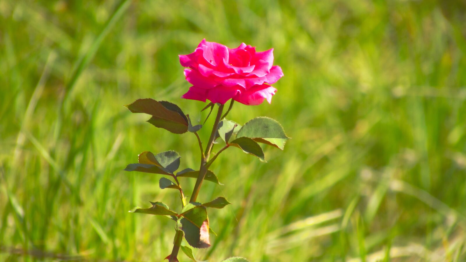 Canon PowerShot SX510 HS sample photo. Rose, flower, nature photography