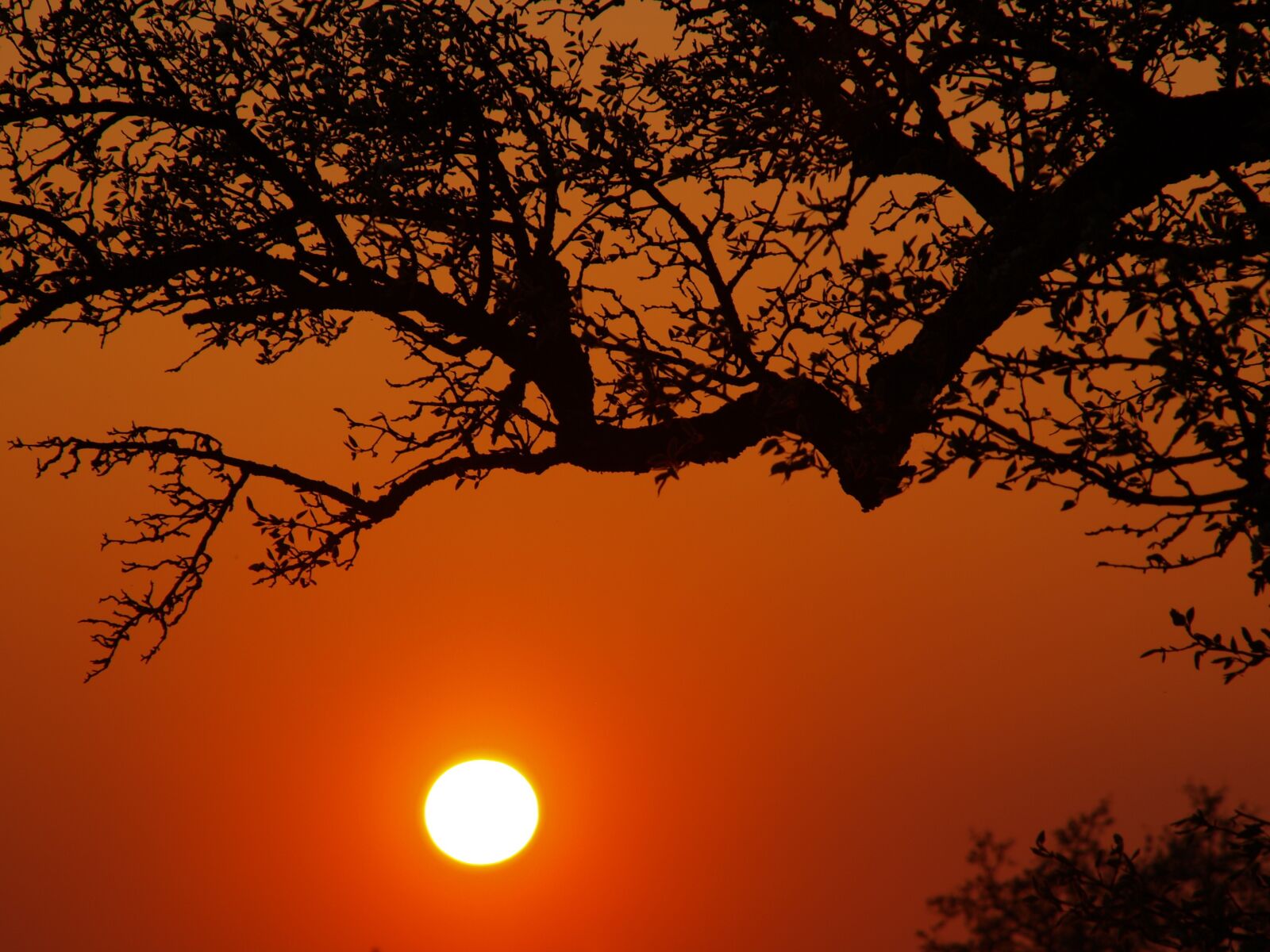 Olympus E-330 (EVOLT E-330) sample photo. Sunset, evening sky, tree photography