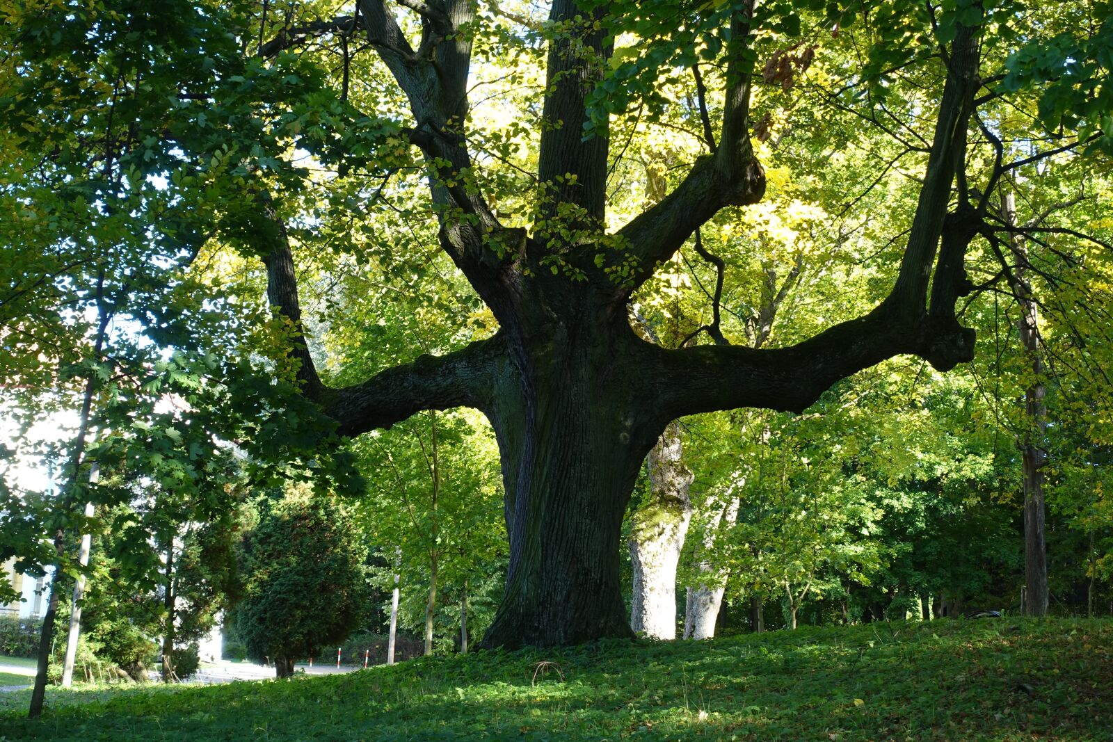 Sony Cyber-shot DSC-RX100 III sample photo. Tree, park, forest photography