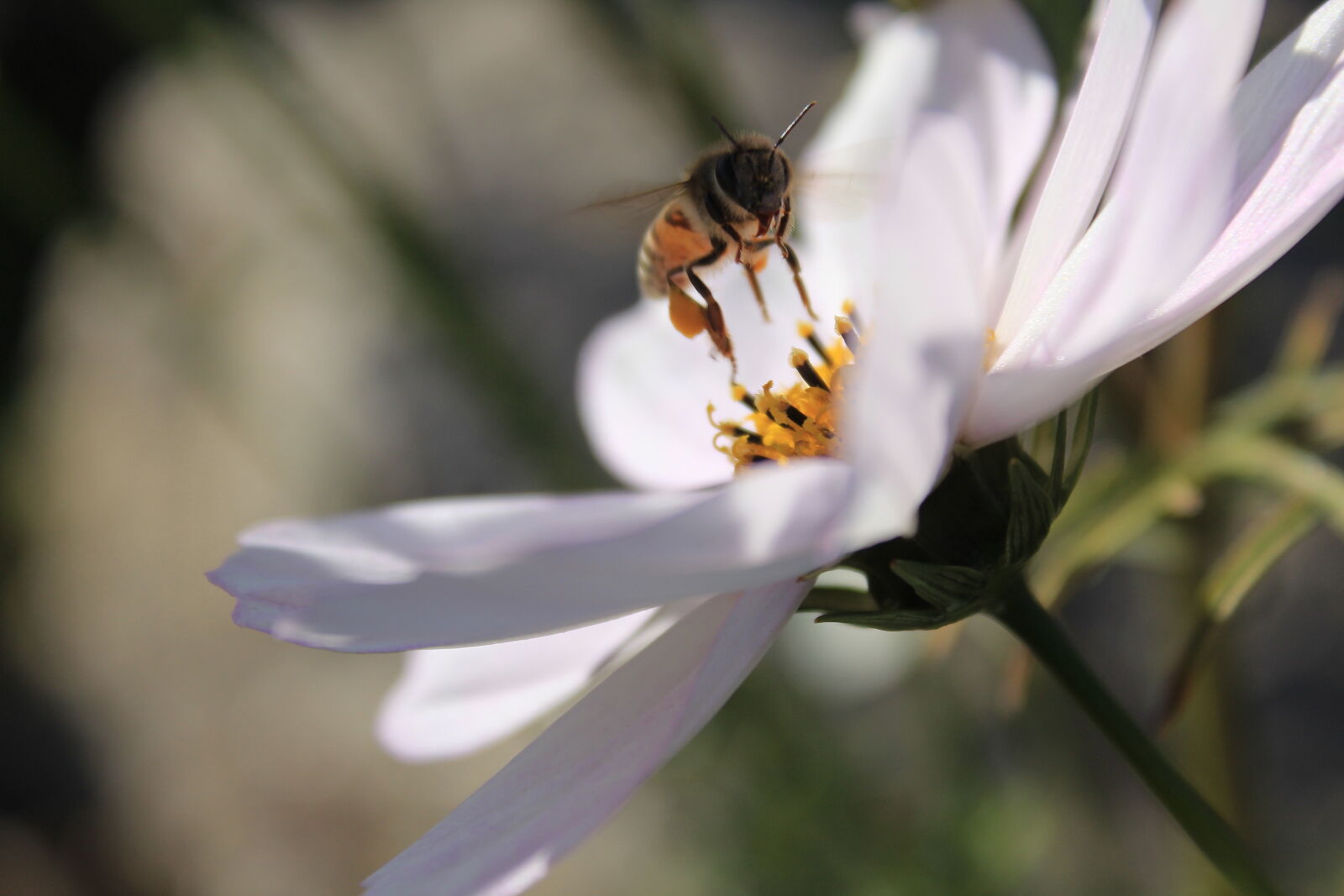 Canon EOS 1300D (EOS Rebel T6 / EOS Kiss X80) sample photo. Beautiful, flowers, bee, honey photography