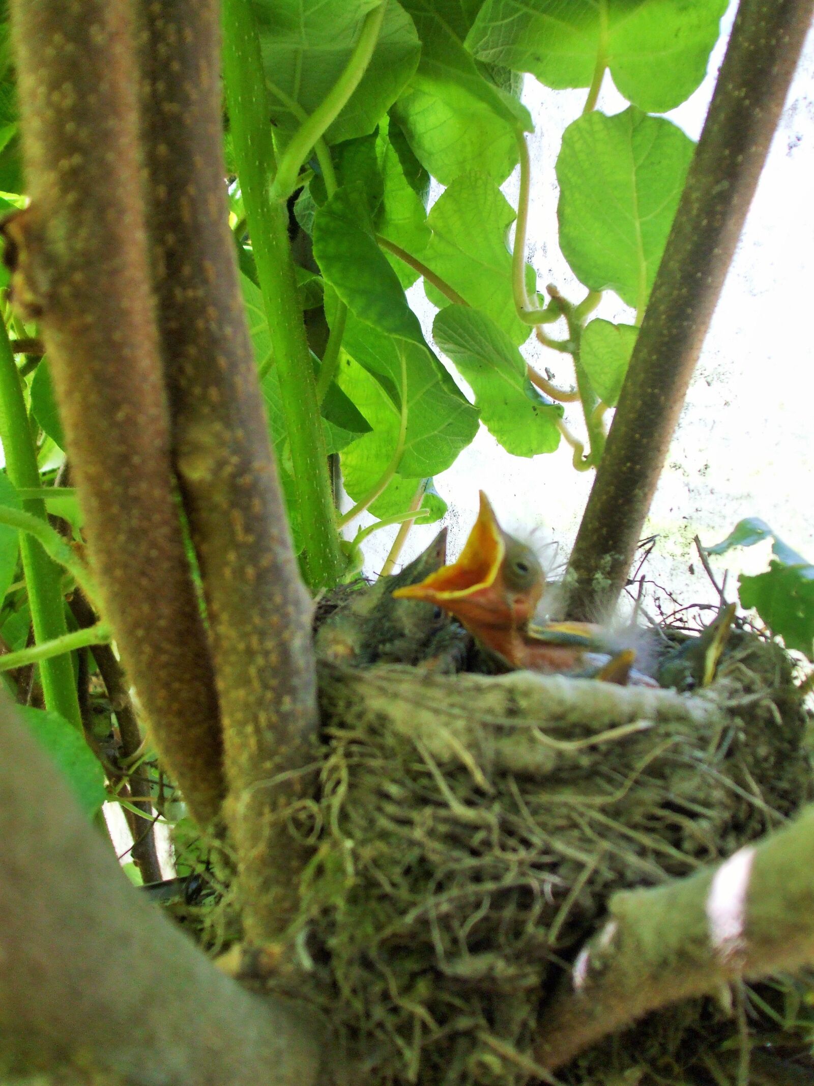 Fujifilm FinePix A820 sample photo. The nest, bird, chick photography