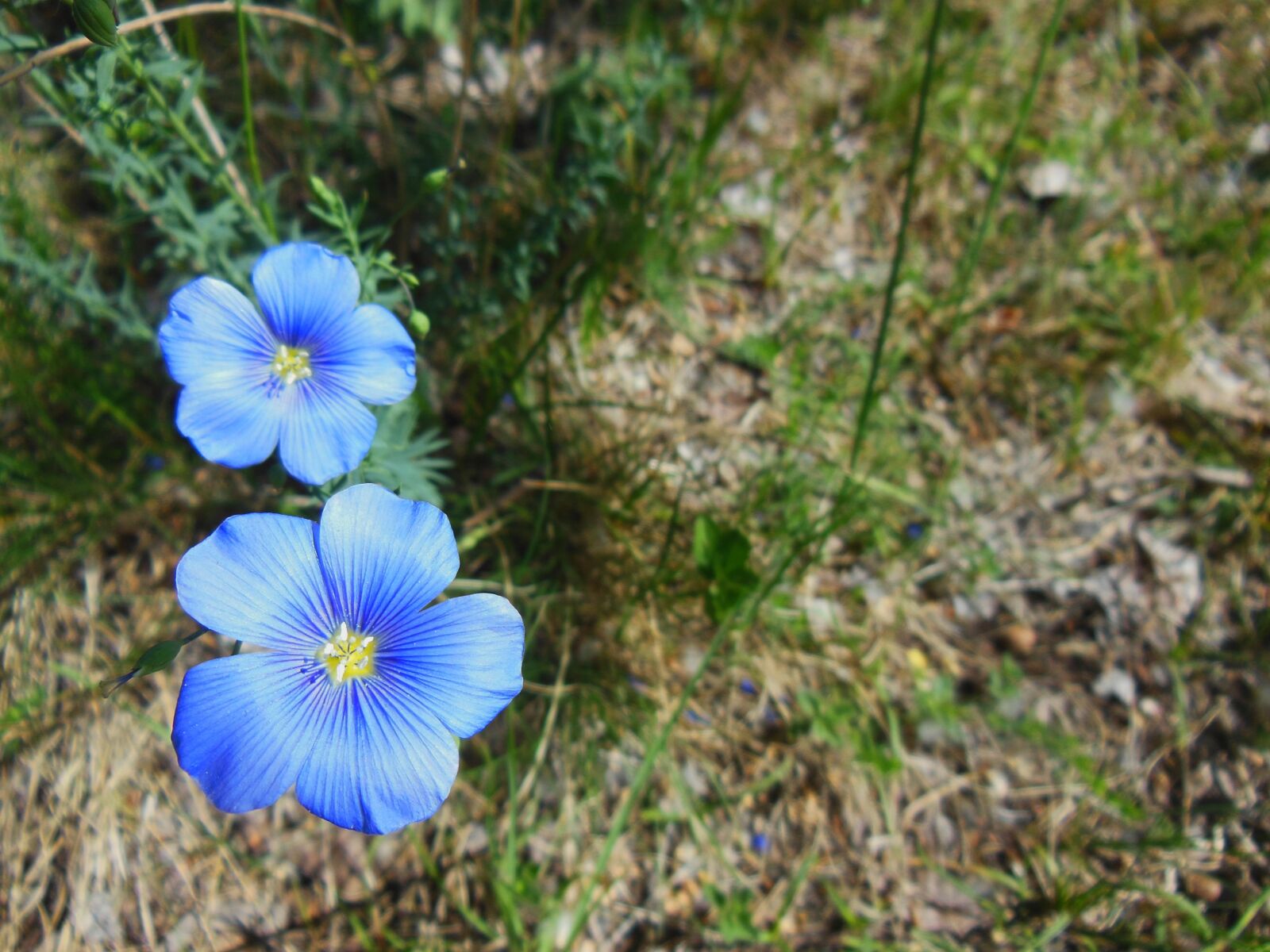 Nikon Coolpix S9300 sample photo. Hungary, flower, spring photography