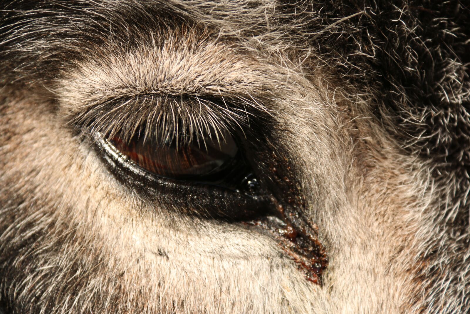 Canon EF-S 18-200mm F3.5-5.6 IS sample photo. Donkey, eye, close-up photography