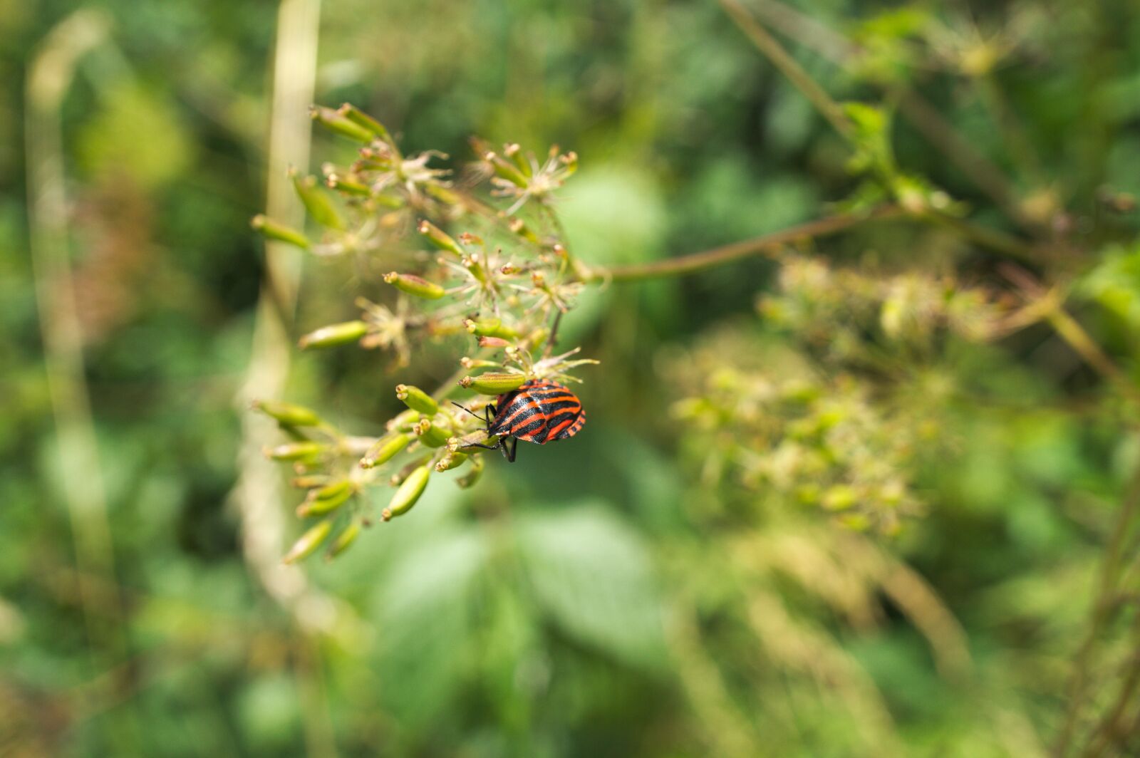 Sony Alpha NEX-3N + Sony E 30mm F3.5 Macro sample photo. Beetle, nature, insect photography
