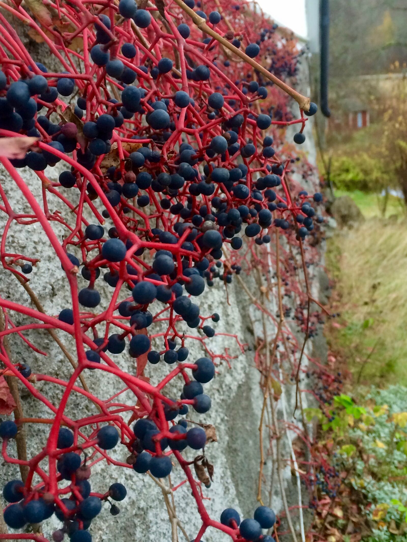 iPhone 5s back camera 4.15mm f/2.2 sample photo. Virginia creeper, berry, foundations photography