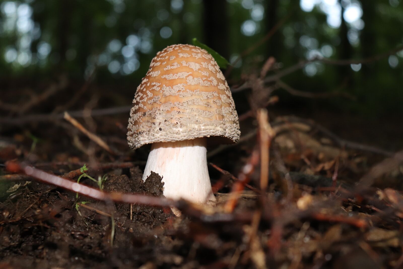 Canon EOS 200D (EOS Rebel SL2 / EOS Kiss X9) sample photo. Fungus, forest, nature photography