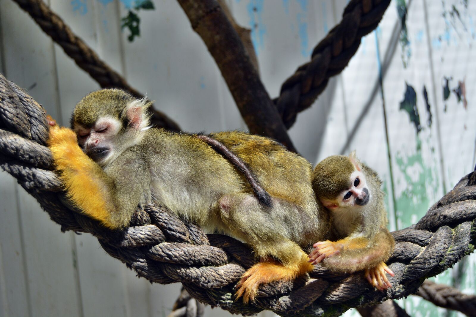 Nikon D5200 sample photo. Monkey, äffchen, zoo photography