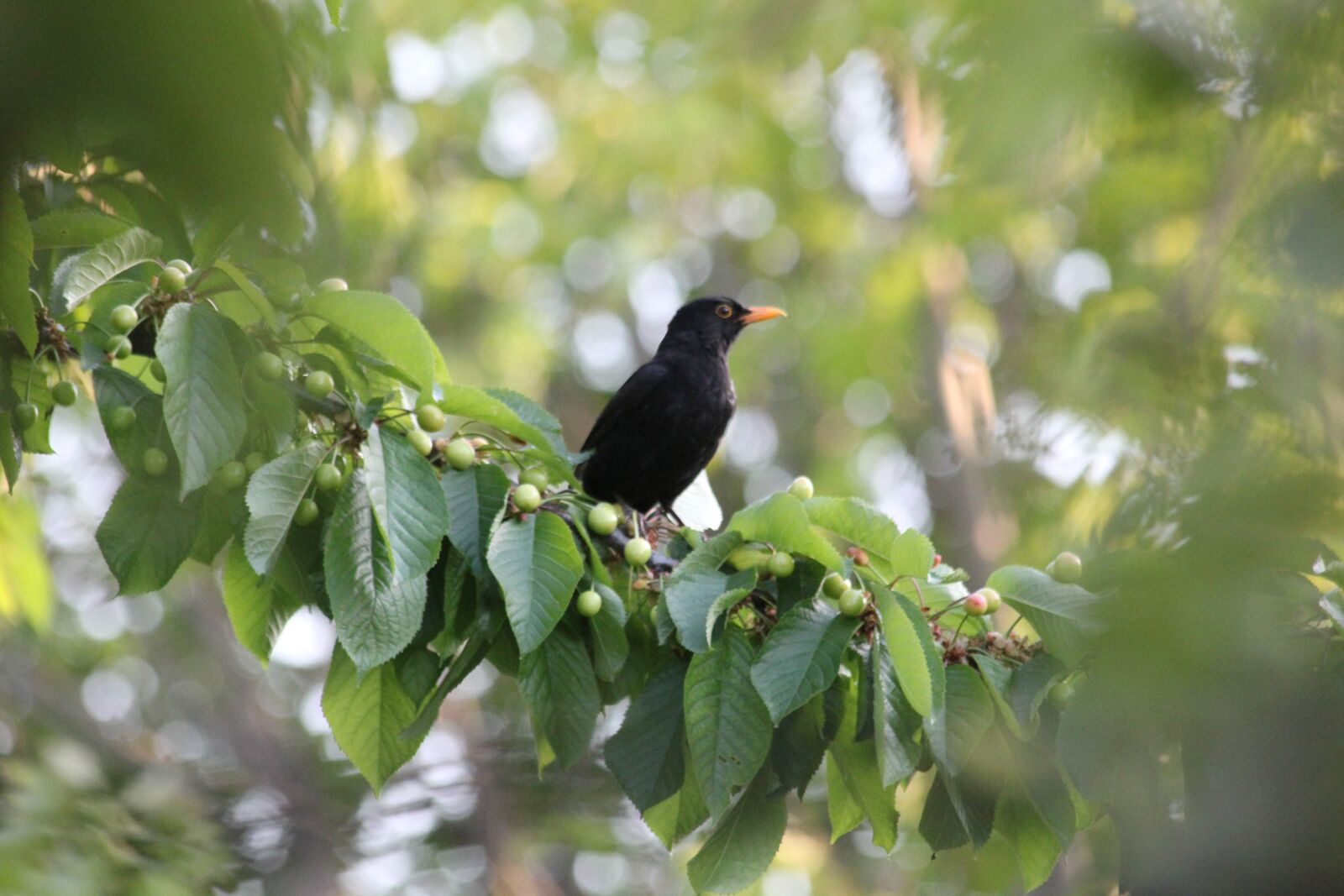 Canon EOS 550D (EOS Rebel T2i / EOS Kiss X4) sample photo. Bird, blackbird, branches photography
