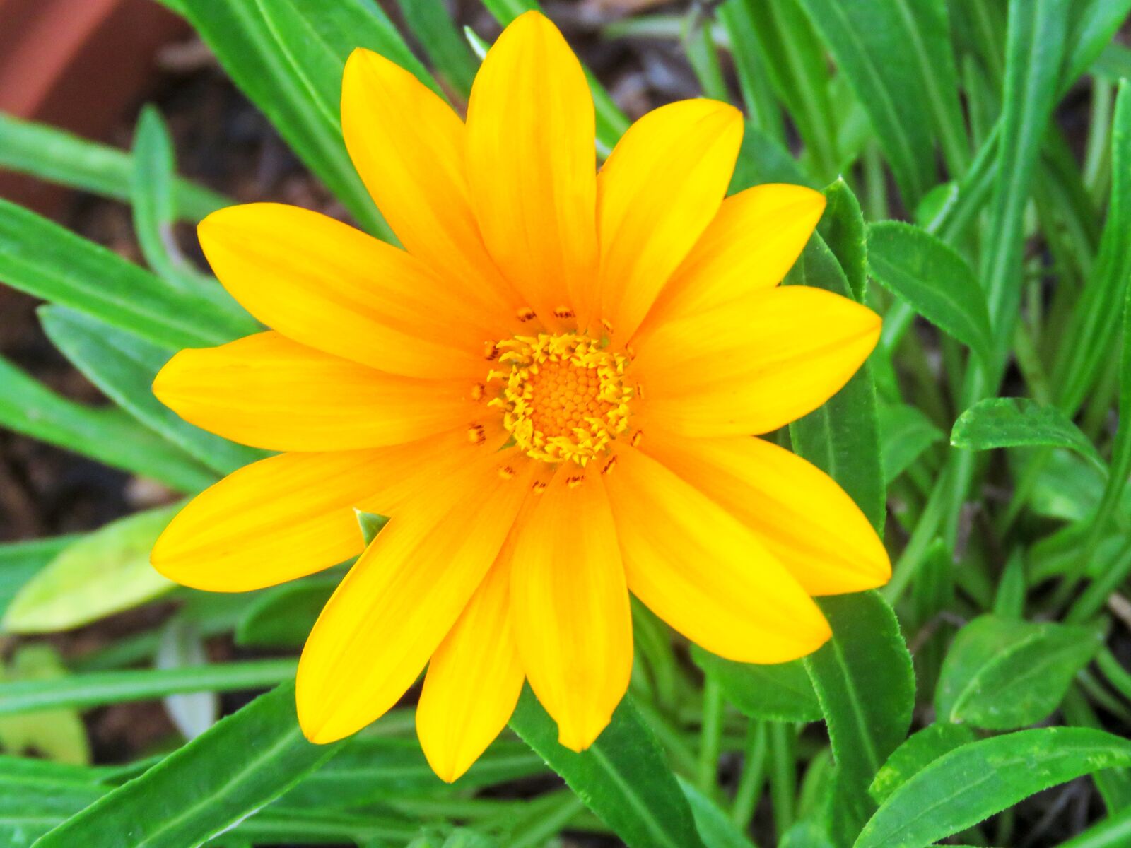 Canon PowerShot SX60 HS sample photo. Yellow flower, flower, yellow photography