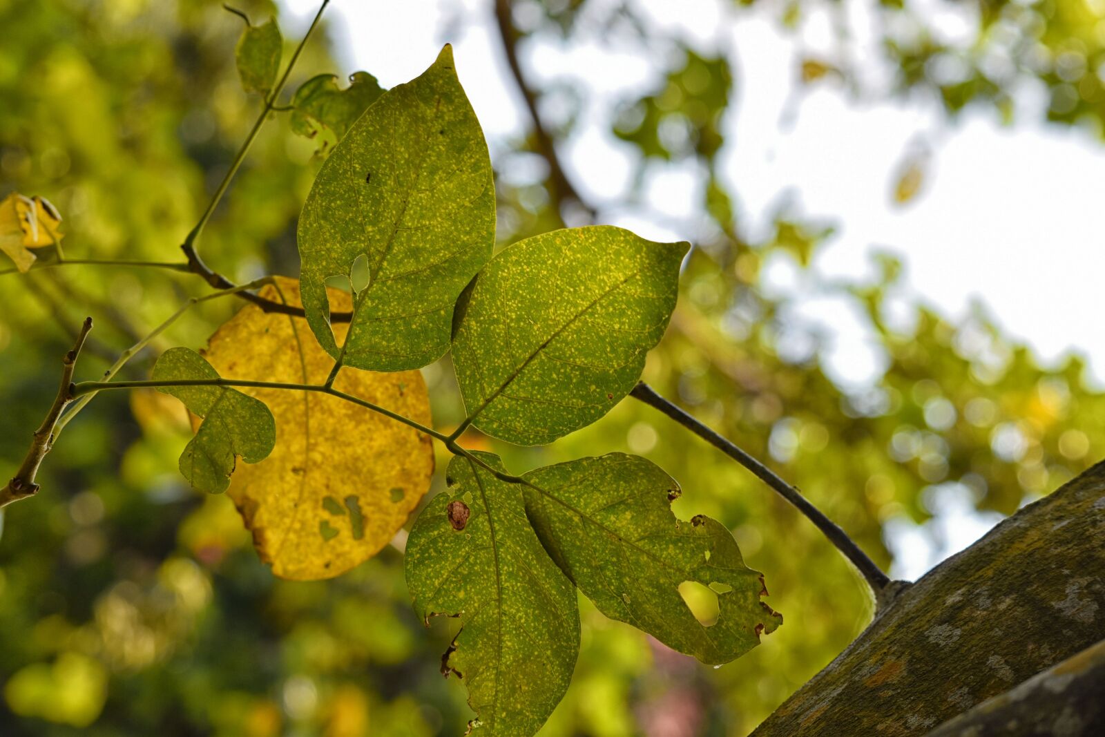 Nikon D5500 sample photo. Leaf, green, nature photography