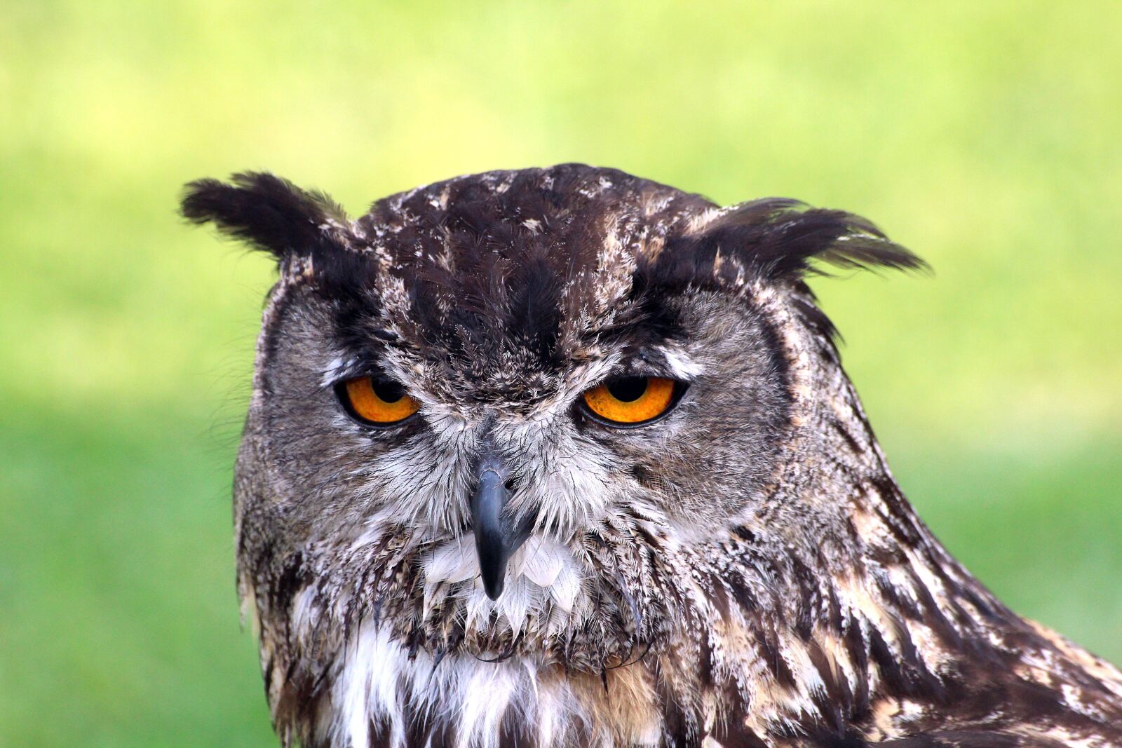 Canon EOS 1200D (EOS Rebel T5 / EOS Kiss X70 / EOS Hi) sample photo. Owl, ave, bird of photography