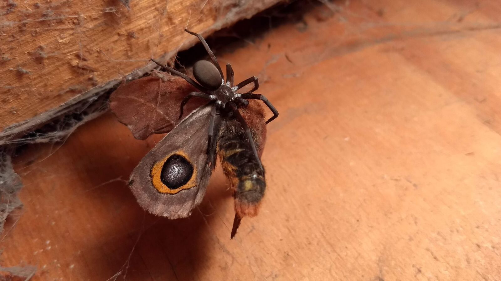 Motorola Moto G (5) Plus sample photo. The spider and the photography