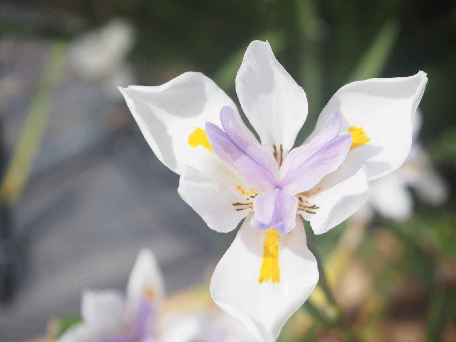 Olympus OM-D E-M10 sample photo. Flower, beauty, spring photography