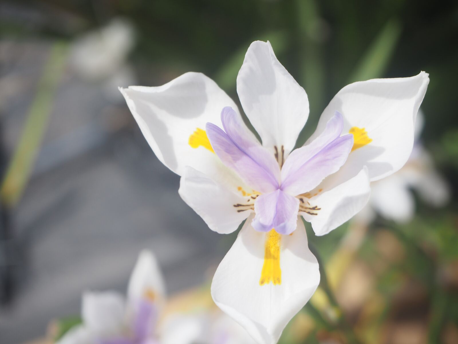 Olympus OM-D E-M10 + Olympus M.Zuiko Digital ED 14-42mm F3.5-5.6 EZ sample photo. Flower, beauty, spring photography