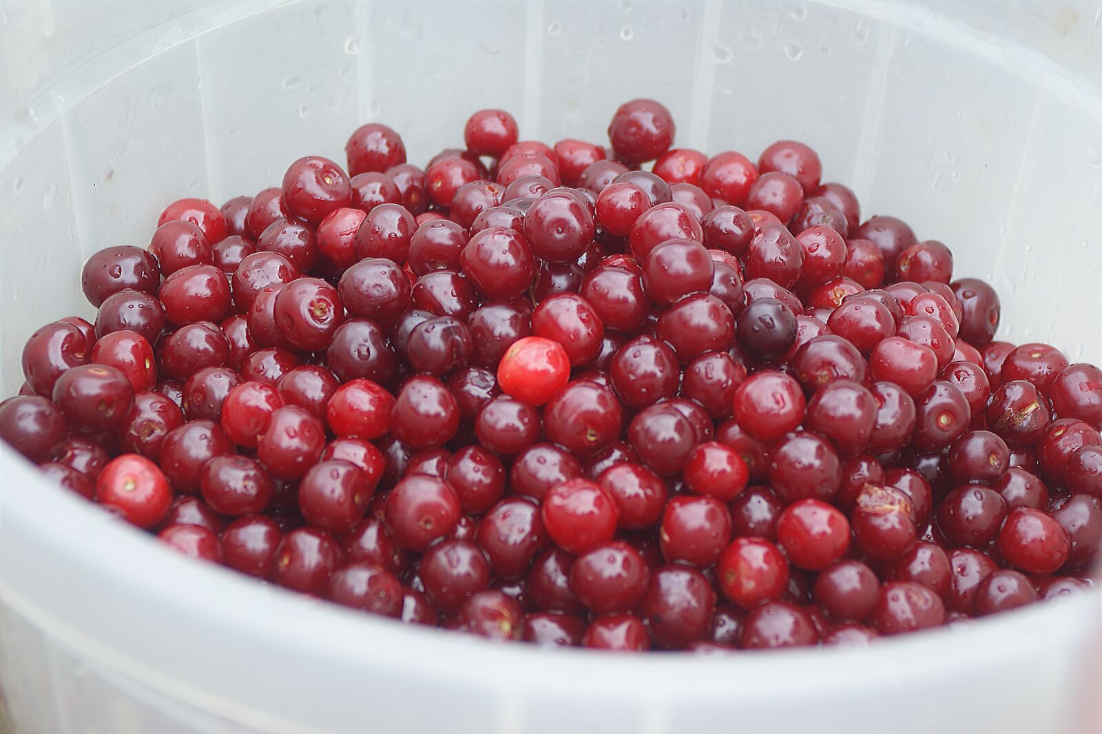 Sony Alpha DSLR-A350 sample photo. Cherry, basket, pannier photography