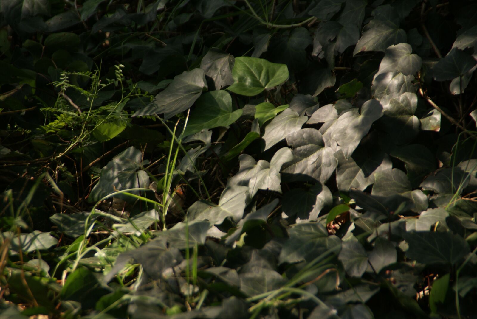 Sony Alpha DSLR-A100 sample photo. Green, plants, nature photography
