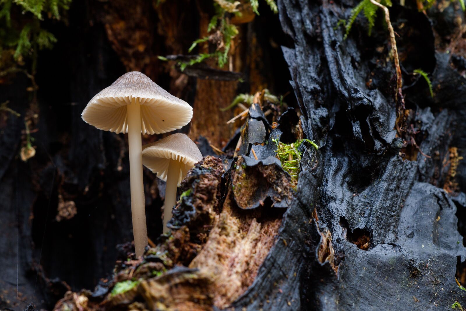 Canon EOS 7D sample photo. Mushroom, sponge, mini mushroom photography