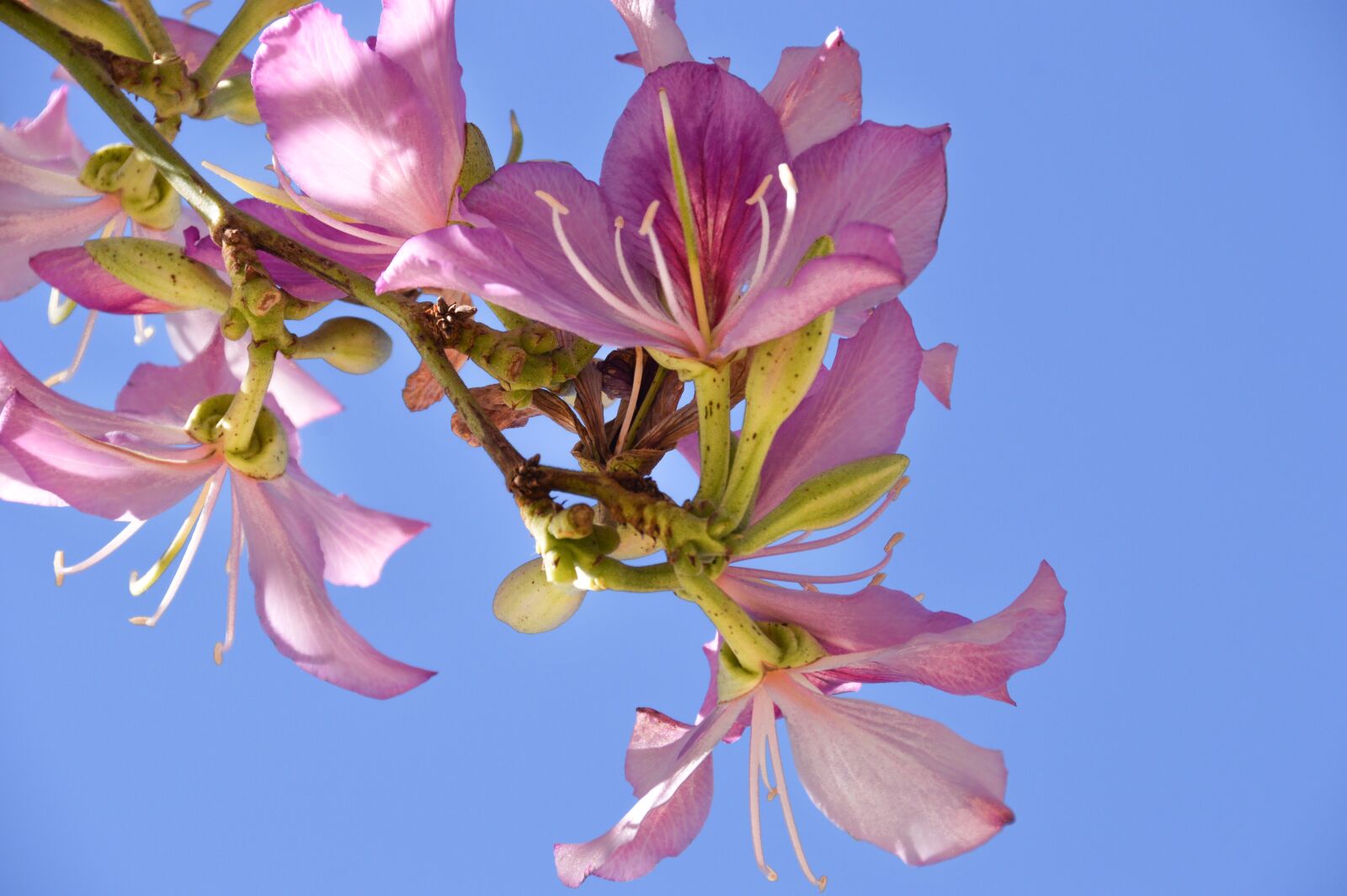 Nikon D3200 sample photo. Blossom, tree, pink photography
