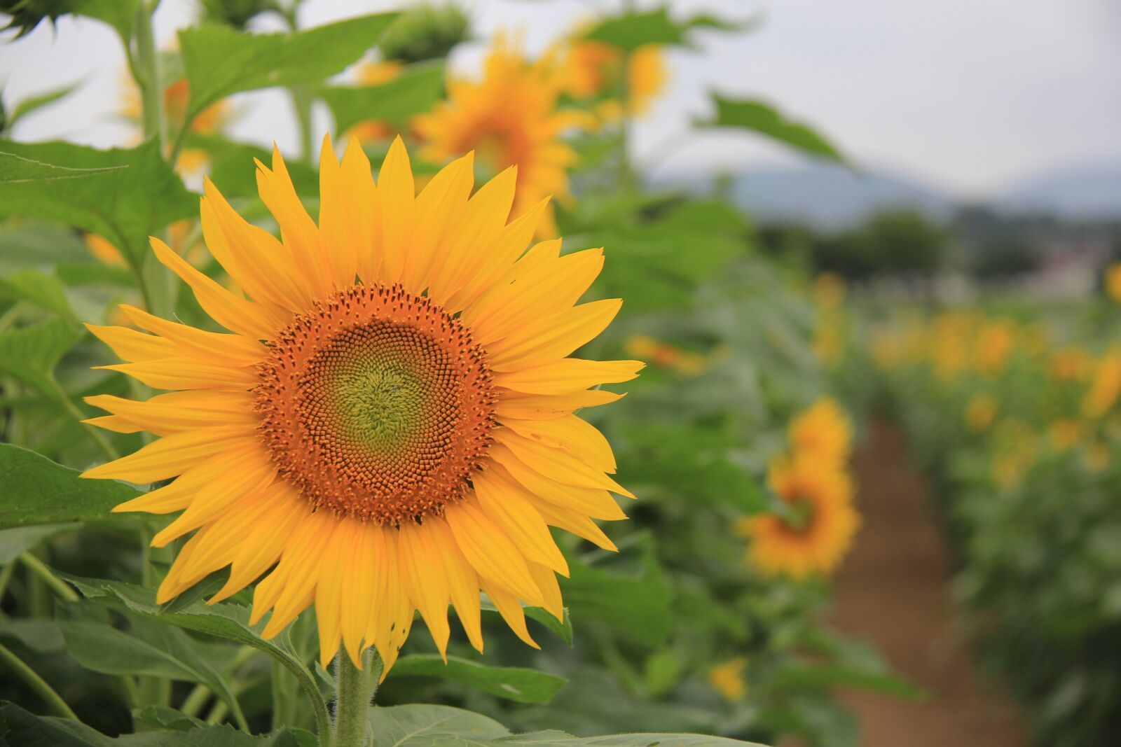 Canon EOS 60D sample photo. Sunflower, farm, summer photography