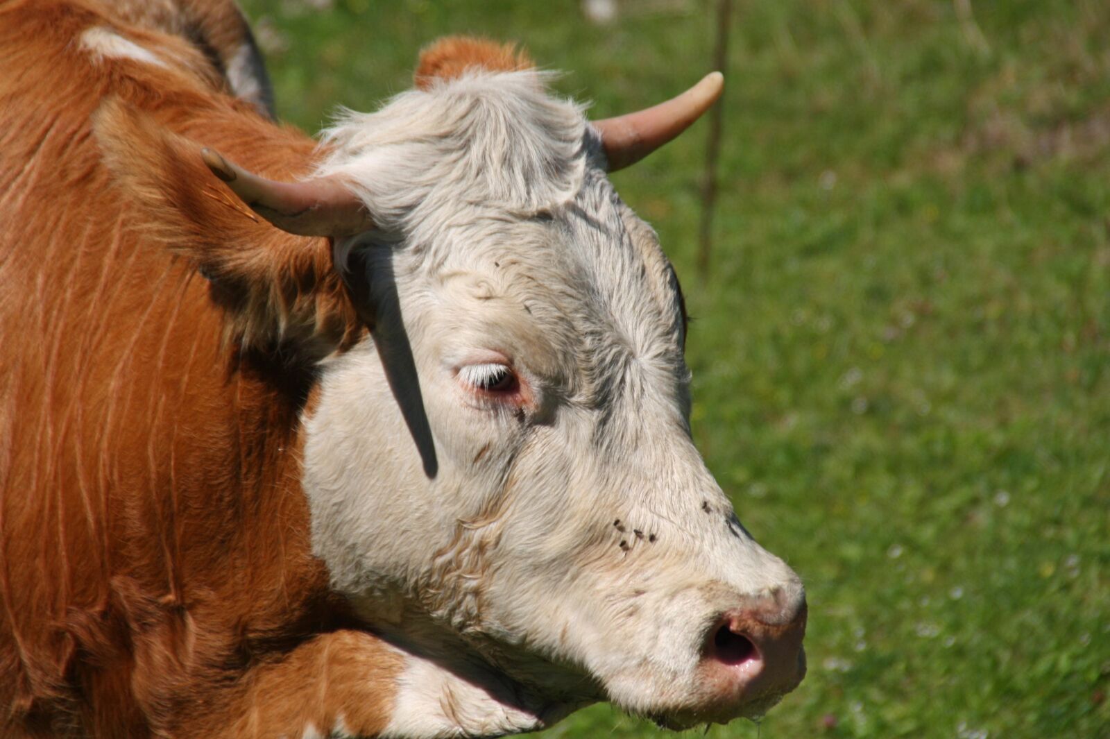 Canon EOS 450D (EOS Rebel XSi / EOS Kiss X2) sample photo. Cow, horns, animal photography