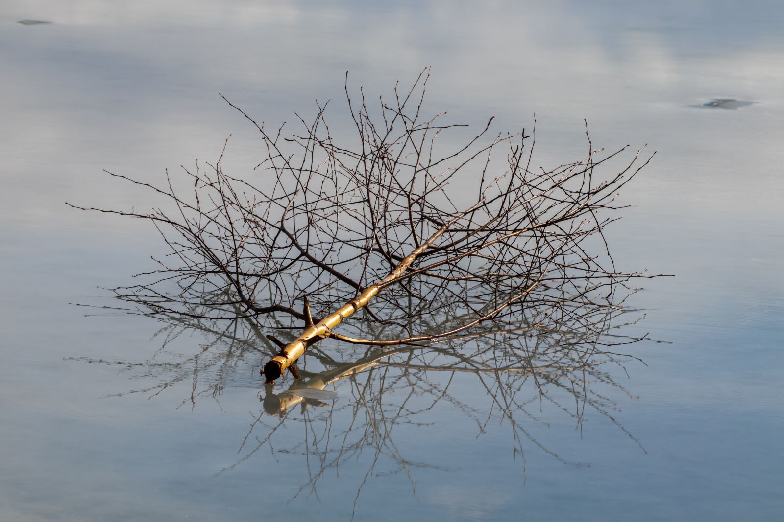 Canon EOS 200D (EOS Rebel SL2 / EOS Kiss X9) sample photo. Branch, water, mirroring photography