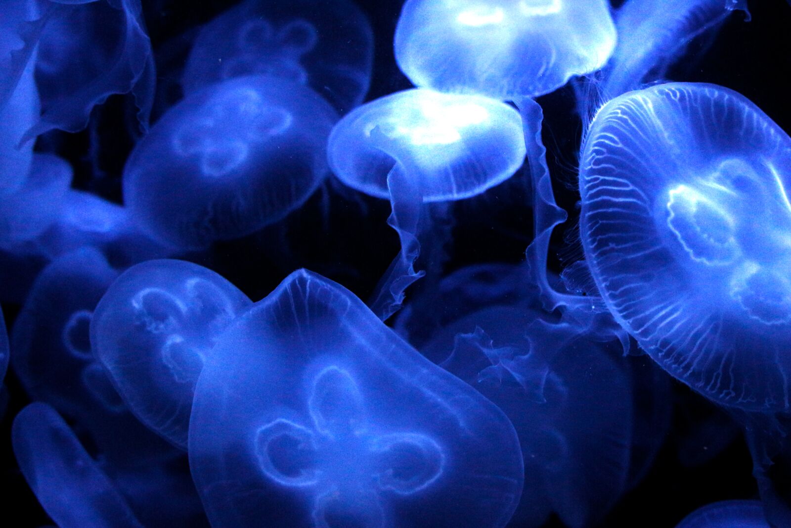 Canon EF-S 55-250mm F4-5.6 IS STM sample photo. Jellyfish, sea, diving photography