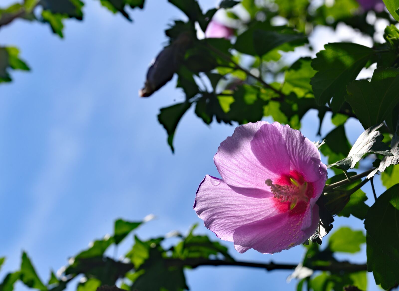 Nikon D750 sample photo. Purpleflowers, flower, nature photography