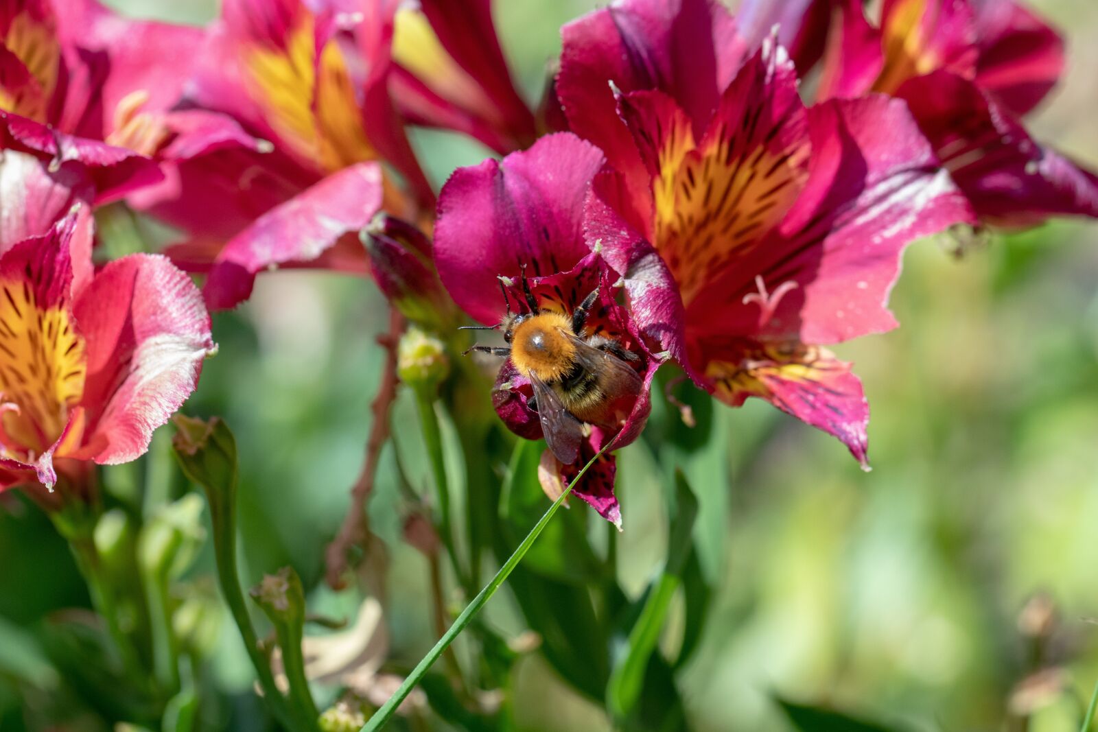 Canon EF 100mm F2.8L Macro IS USM sample photo. Nature, insect, wild bee photography