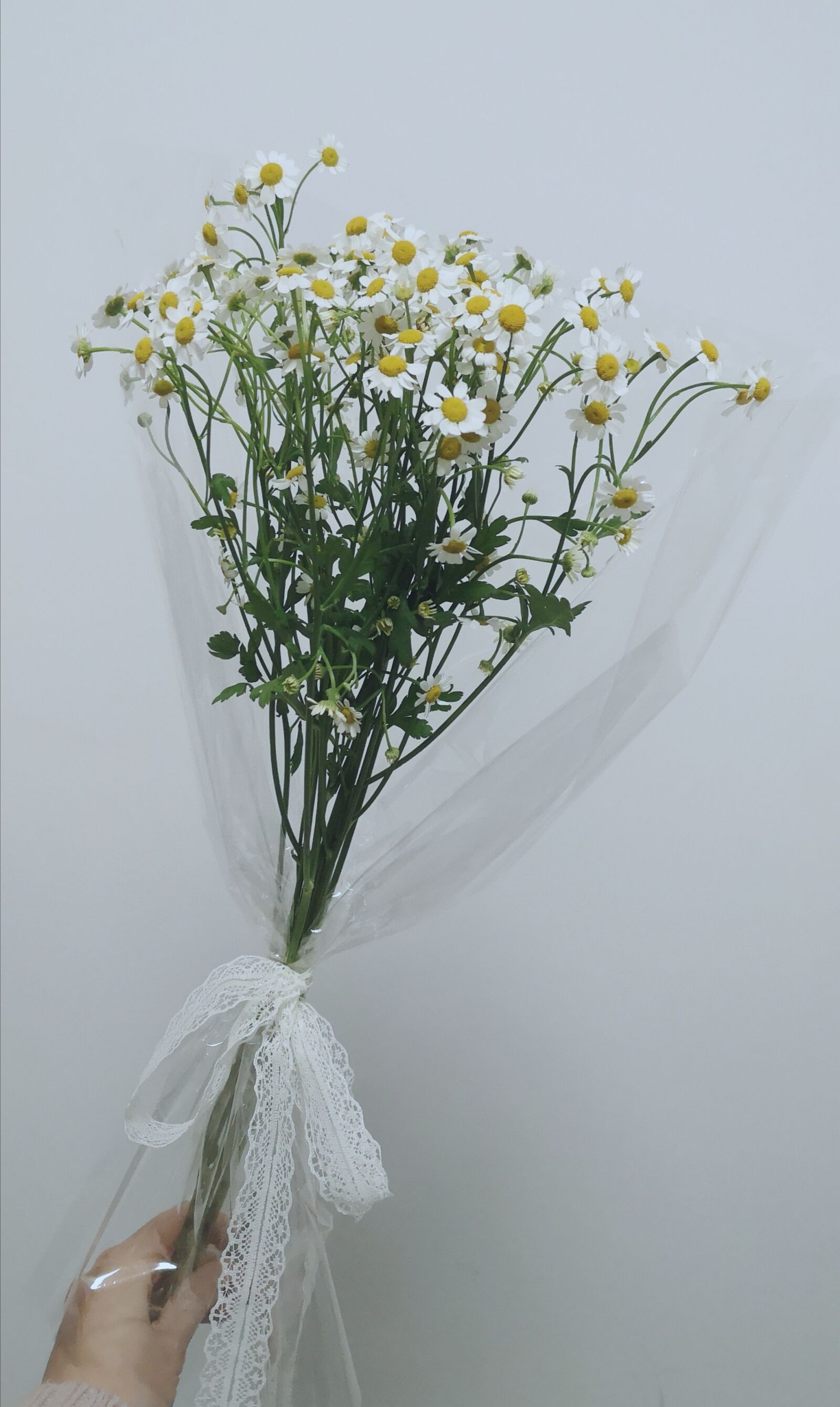 HUAWEI P20 sample photo. Little daisy, white walls photography